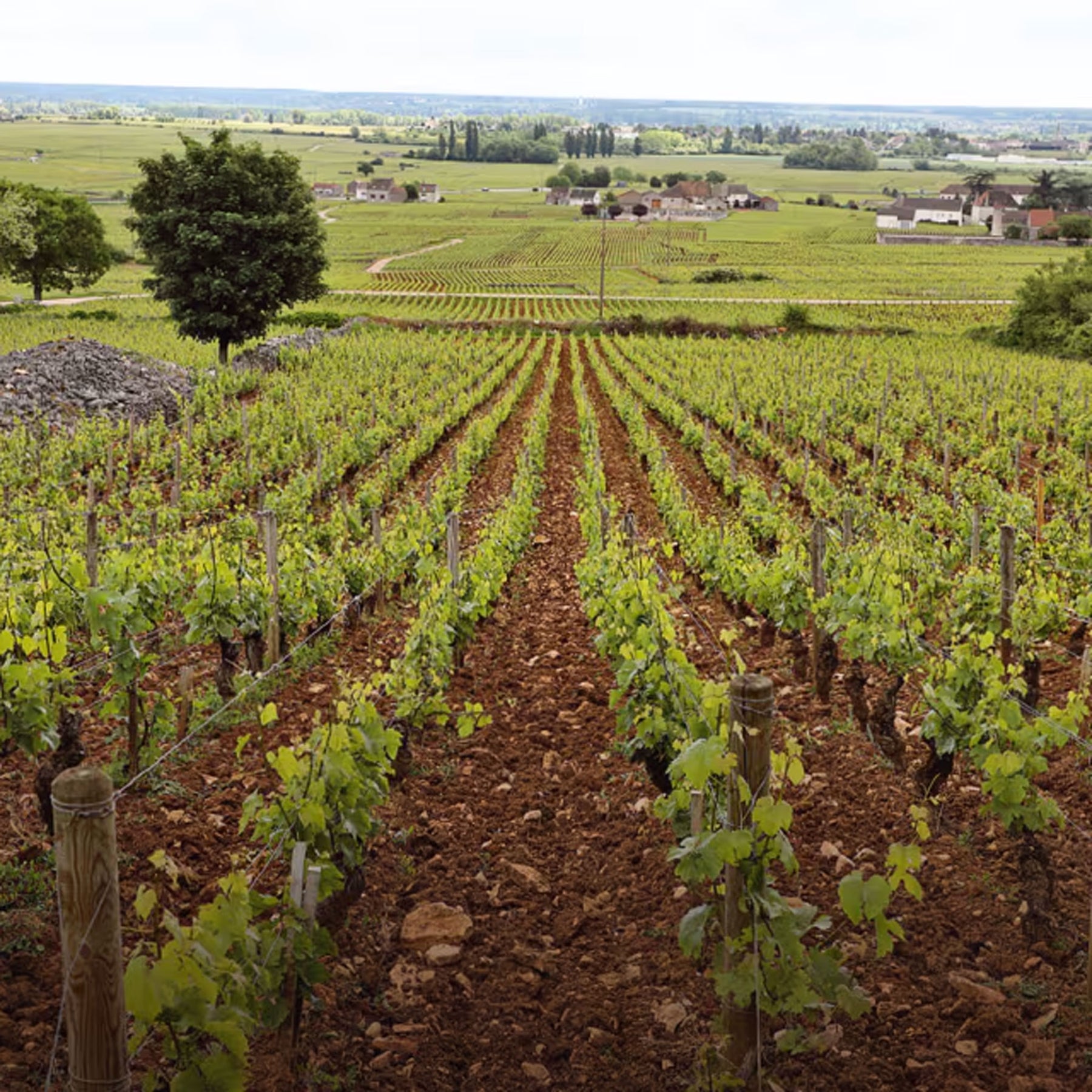 Caroline Morey Beaune Chassagne Montrachet 1er Cru Blanc 2021 - Kent Street Cellars