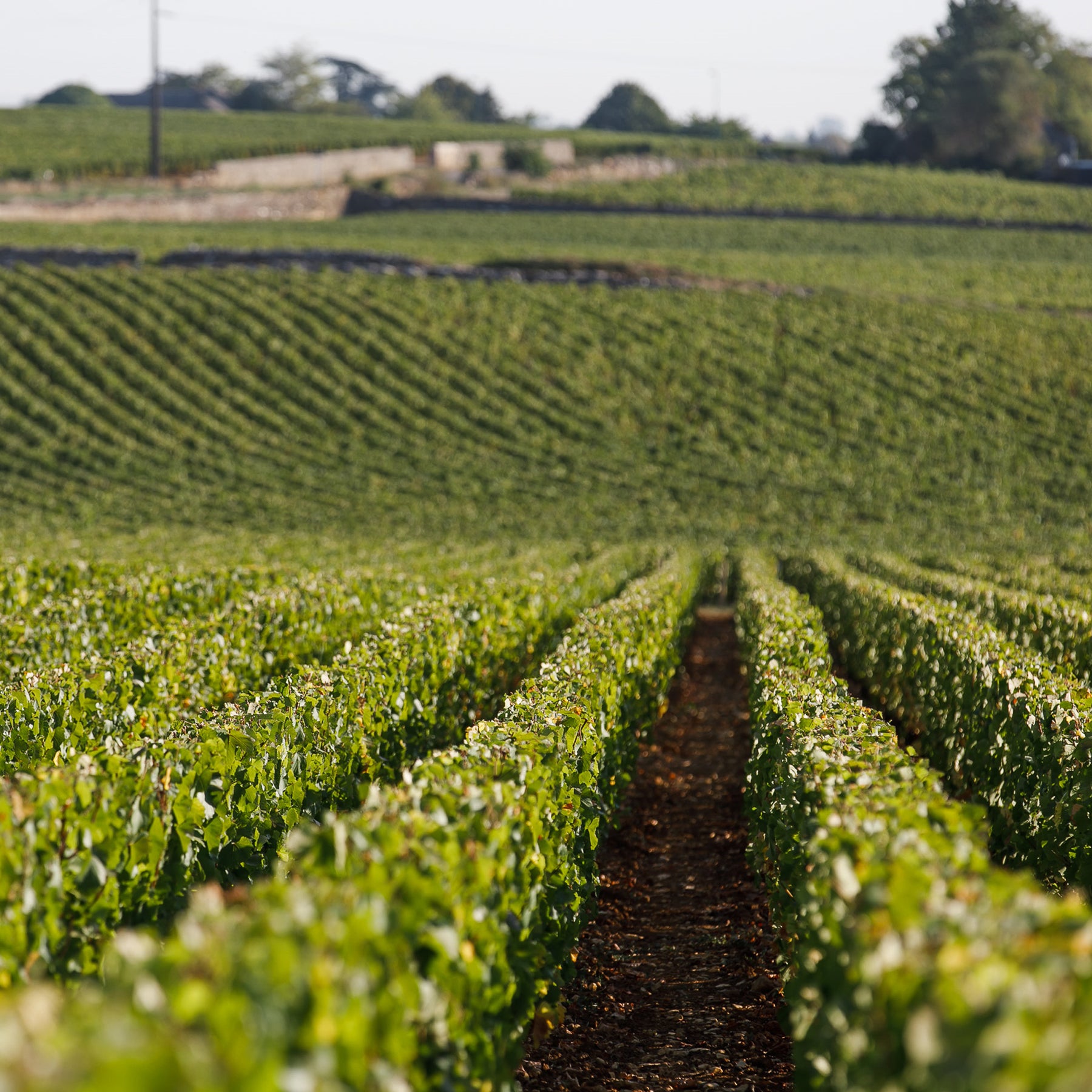 Caroline Morey Beaune 1er Cru Greves Blanc 2023