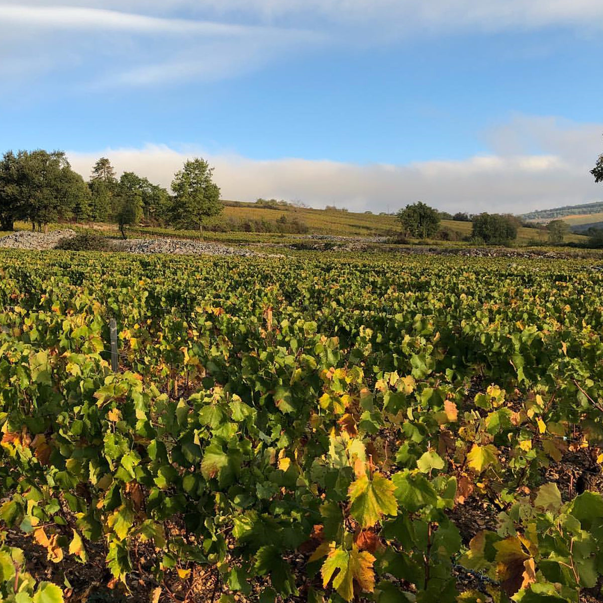 Caroline Morey Beaune 1er Cru Greves Blanc 2022