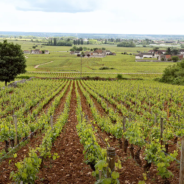 Caroline Morey Santenay Rouge 2024
