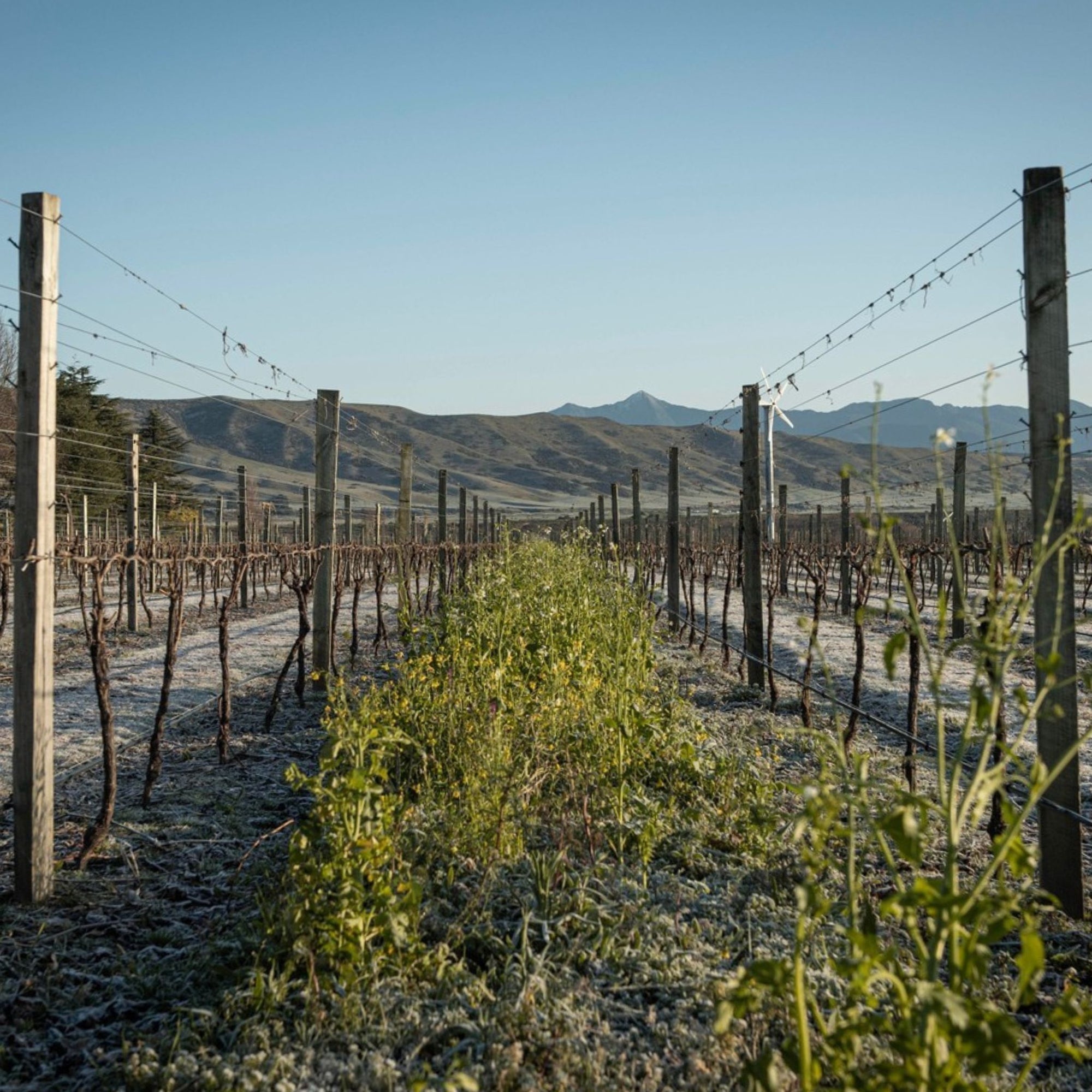 Winter in the vineyard at Catalina Sounds - Kent Street Cellars