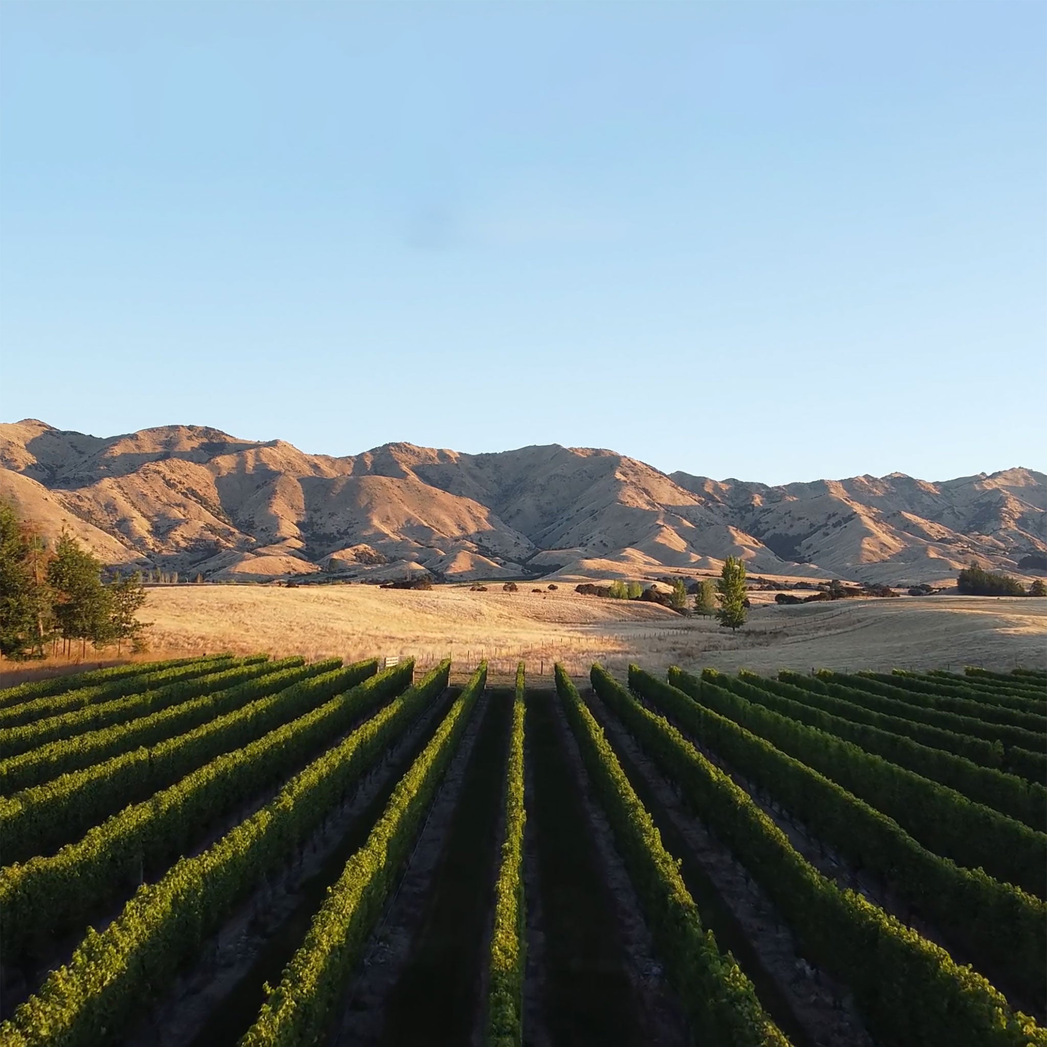 The Vineyard | Catalina Sounds Sauvignon Blanc 2023