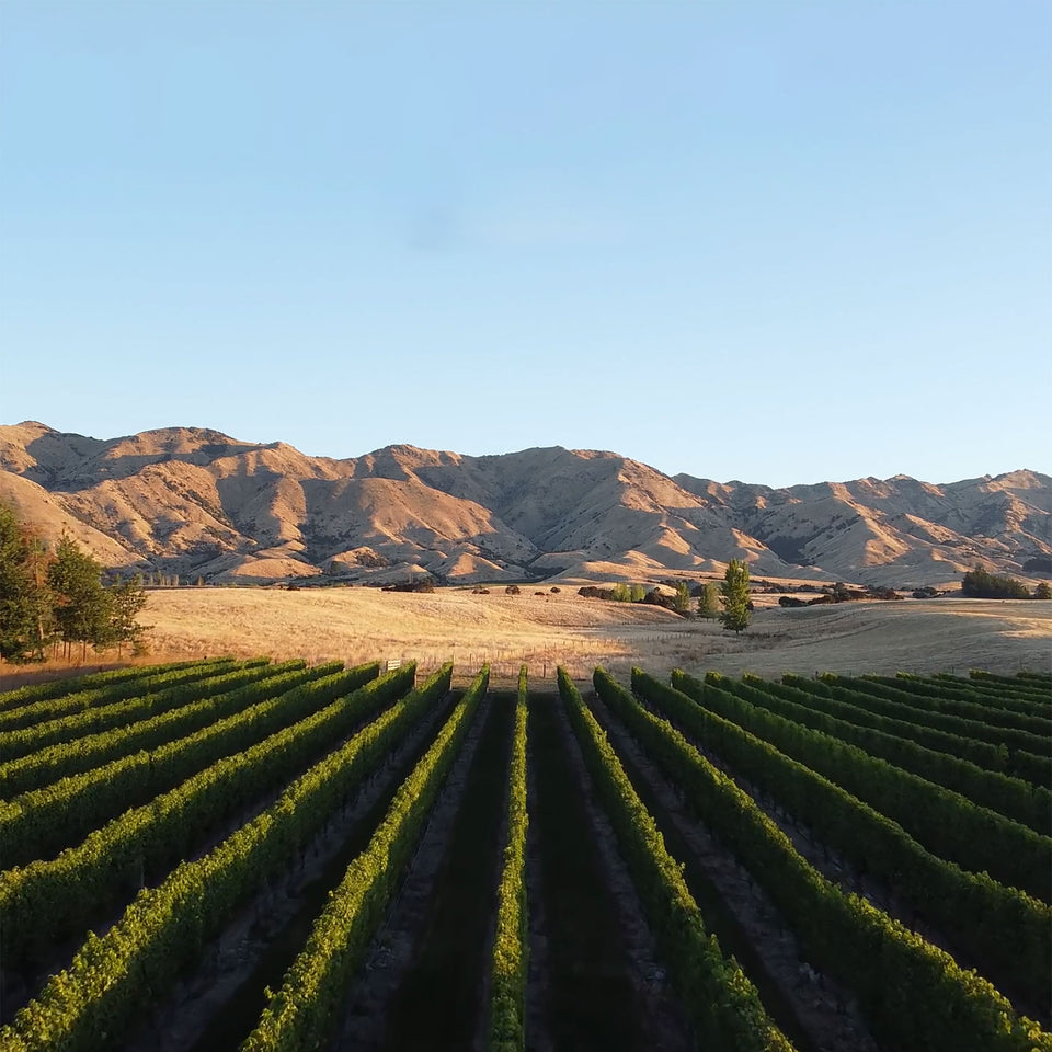 The Vineyard brand story