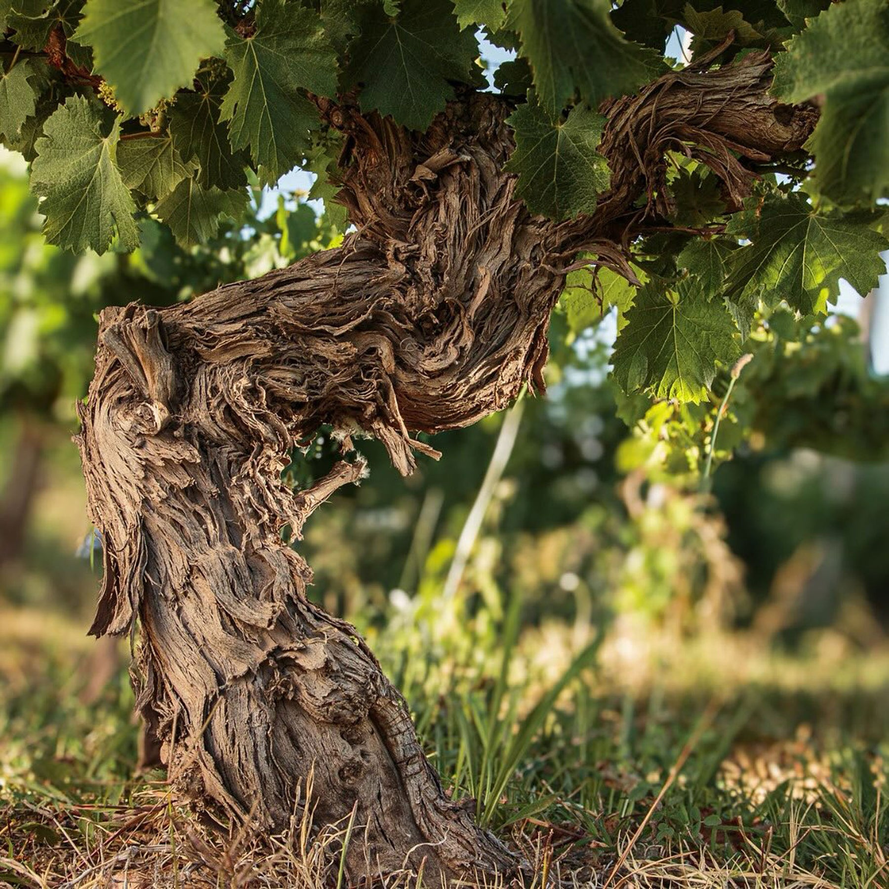 Catena Zapata Adrianna Vineyard White Bones Chardonnay 2021
