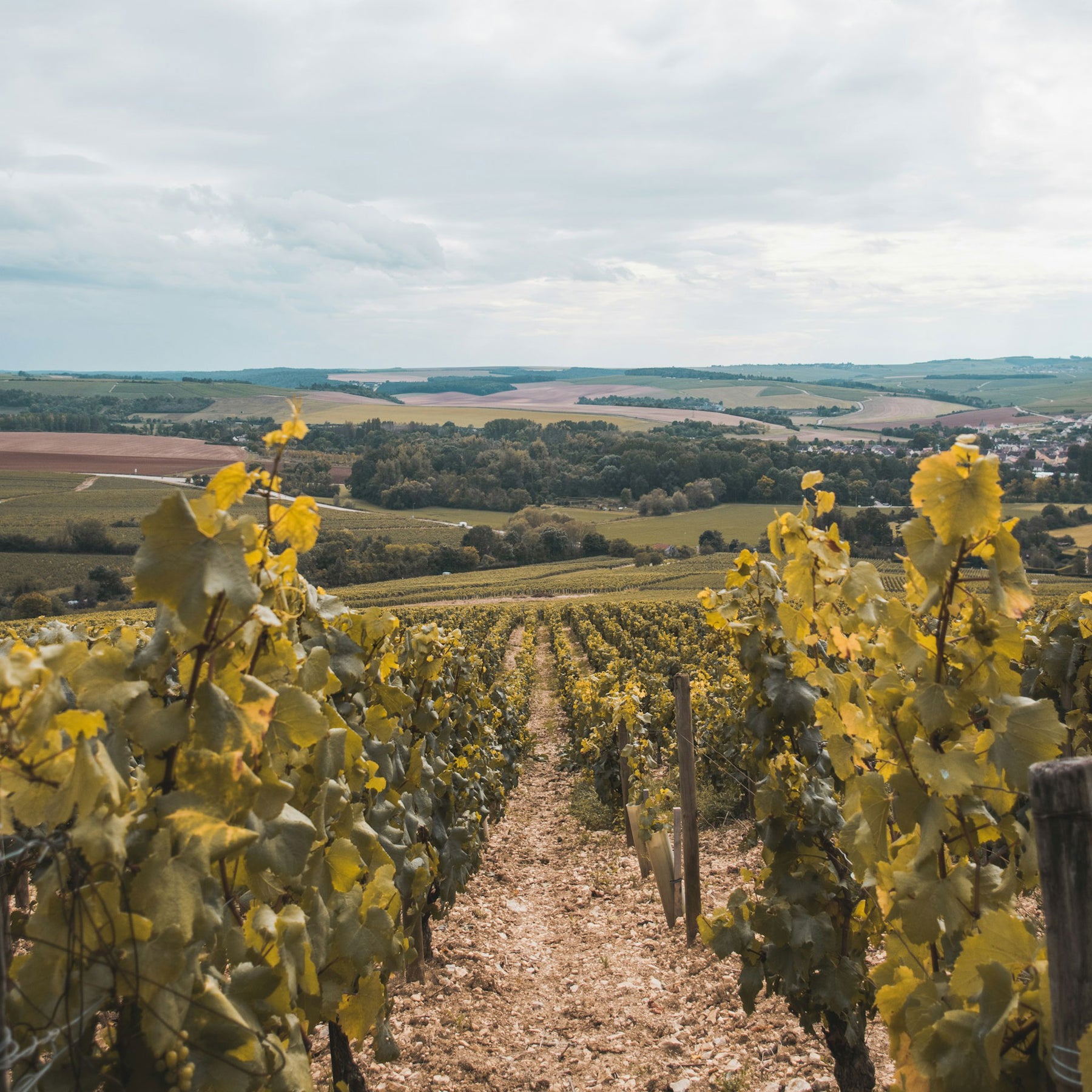 Domaine Jean Dauvissat Chablis 1er Cru Montmains 2021 - Kent Street Cellars