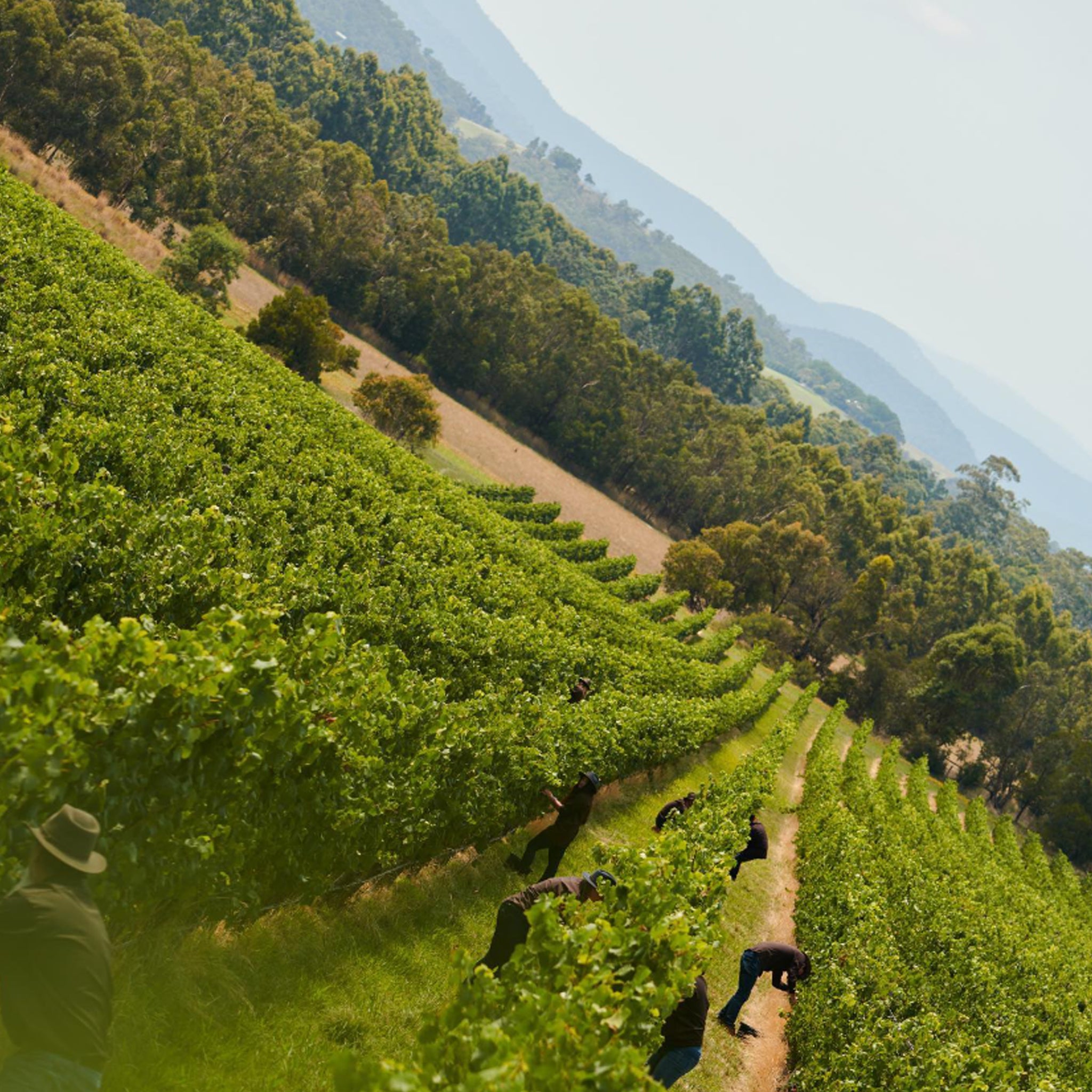 Chandon Blanc de Blancs 2019