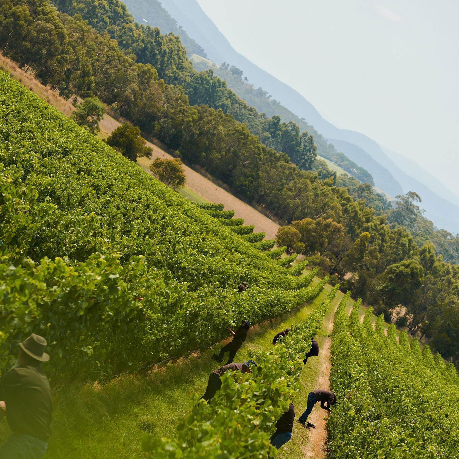 Chandon Vintage Brut 2017