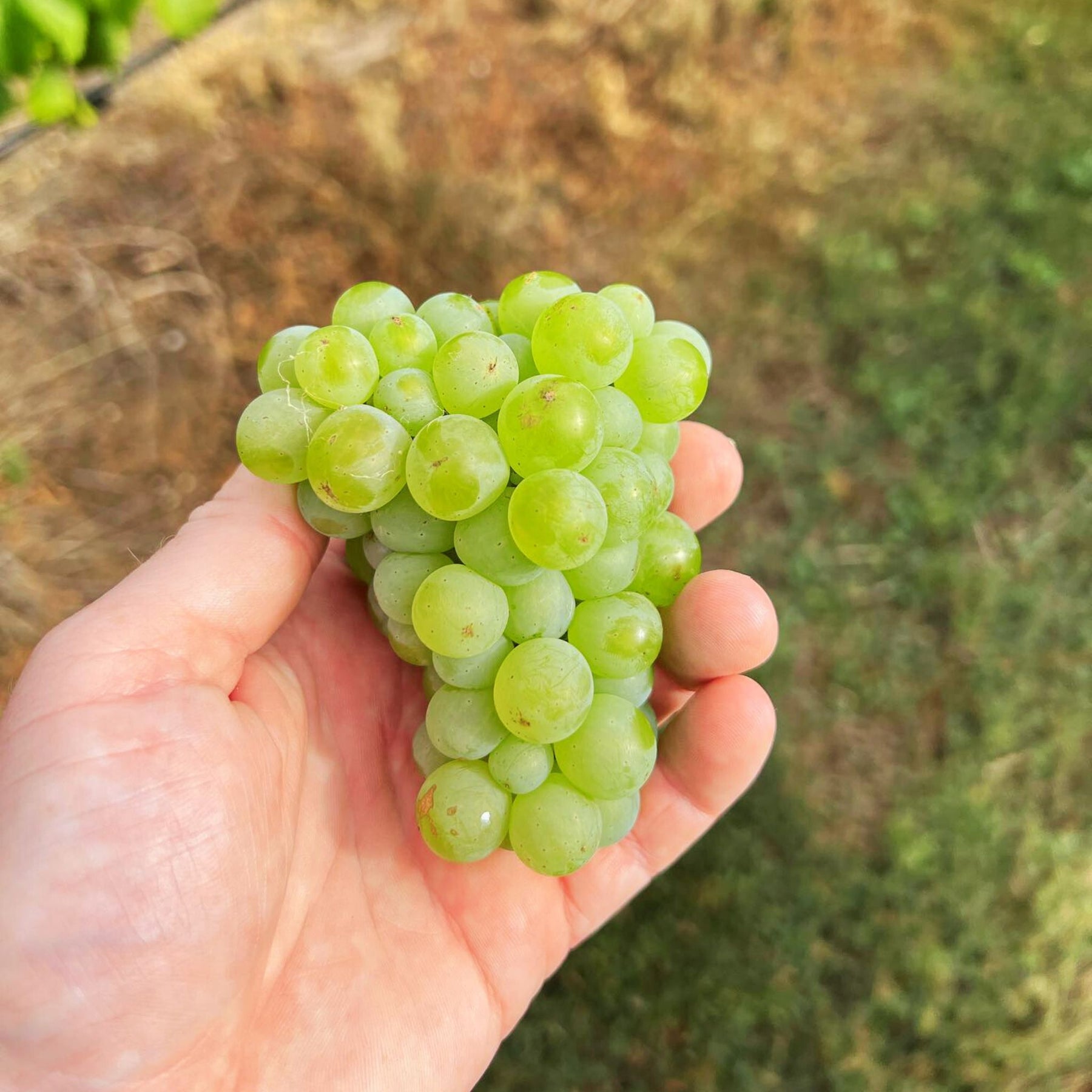This wine is 100% Chardonnay from Clones P58. This comes from the Moorabool Valley, Geelong from three vineyards - Strathmore Vineyard, Muhlebach Road, Sutherlands Creek that were planted 1998. - Kent Street Cellars