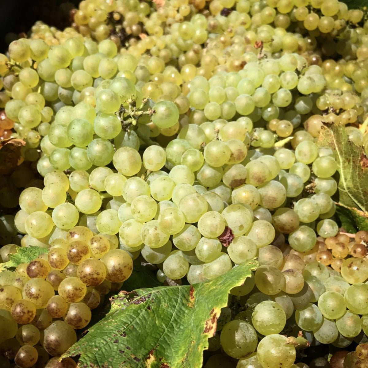 All fruit was hand-picked and delivered to the winery, where it was hand-sorted on our vibrating sorting table. The whole bunches were then pressed using our pneumatic membrane press, and the juice was clarified by flotation in stainless steel tank. - Kent Street Cellars