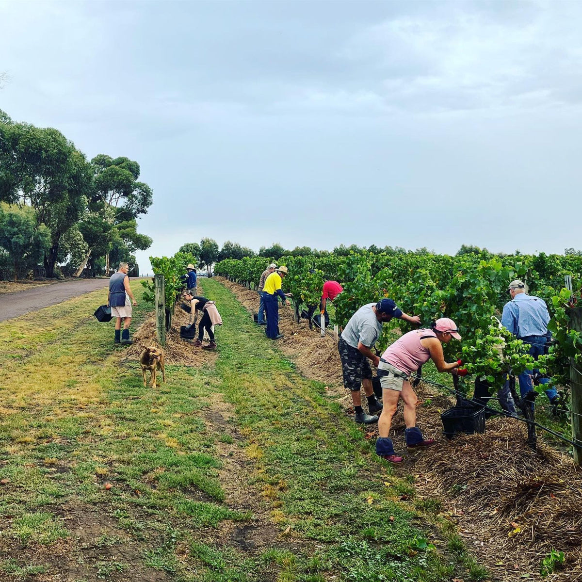 Bannockburn Chardonnay Harvest - Kent Street Cellars