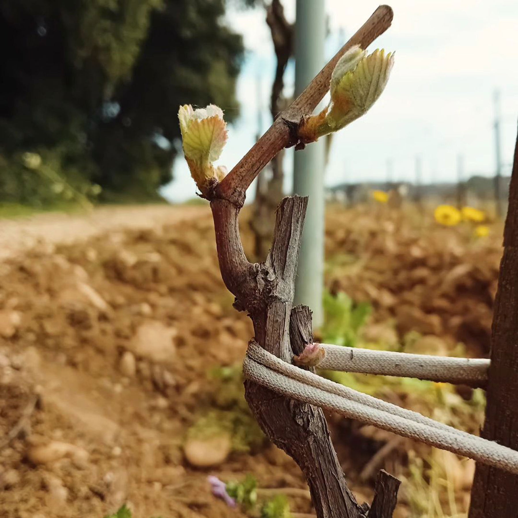 Domaine Charvin Châteauneuf-du-Pape 2021 - Kent Street Cellars