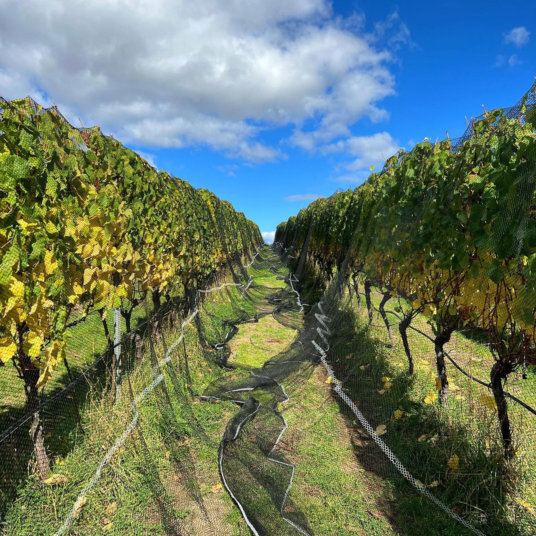 Chatto Killara Pinot Noir 2023 - Kent Street Cellars