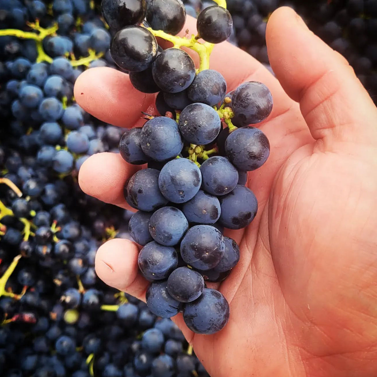 Clarence House Estate Pinot Noir 2024