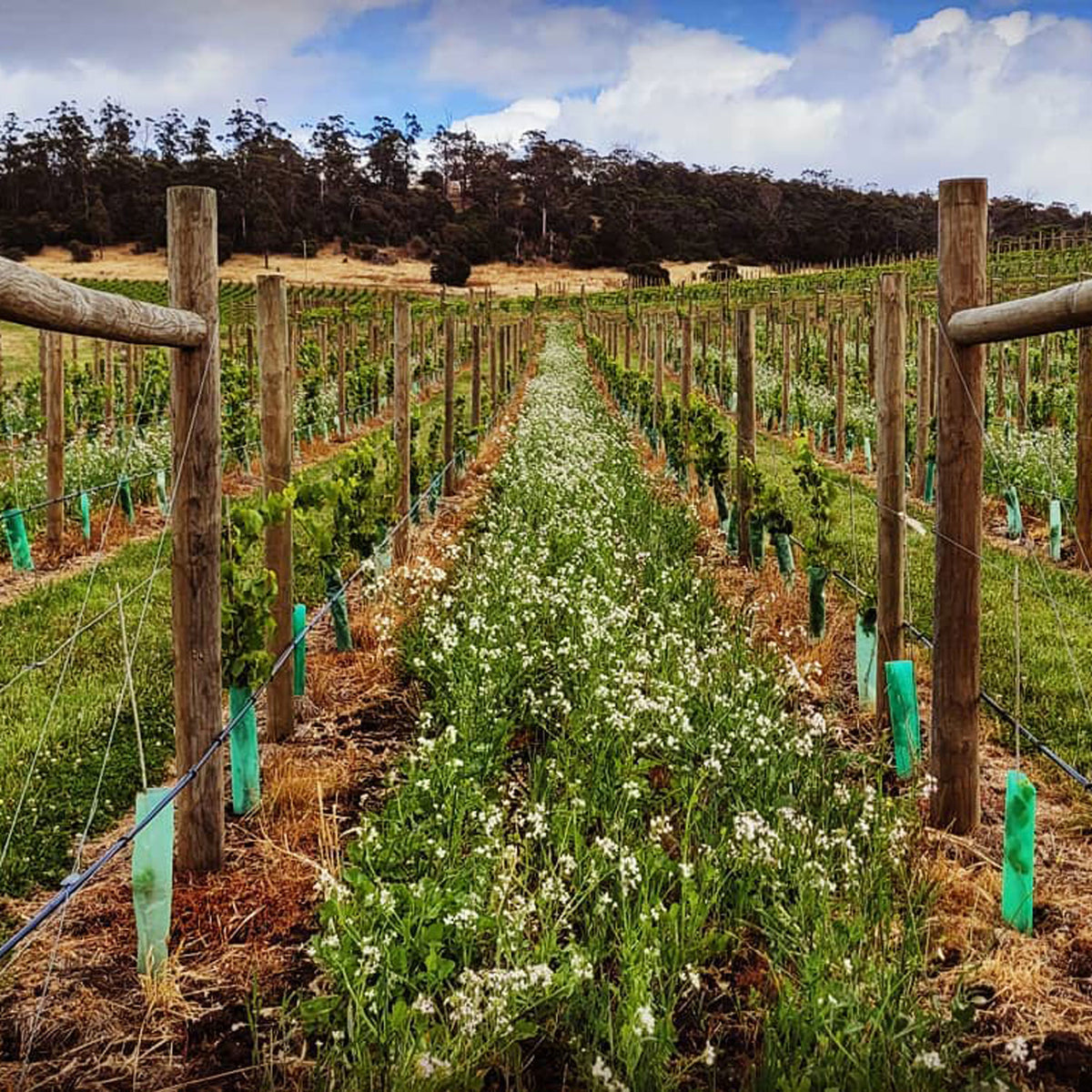 Clarence House Estate Chardonnay 2024