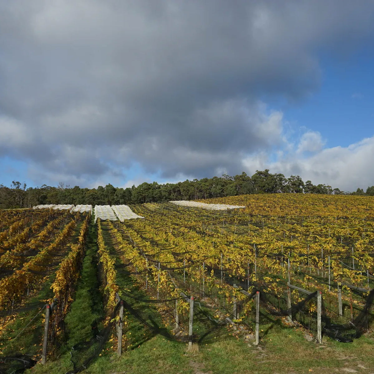 Clarence House Estate Block 1 Pinot Noir 2023