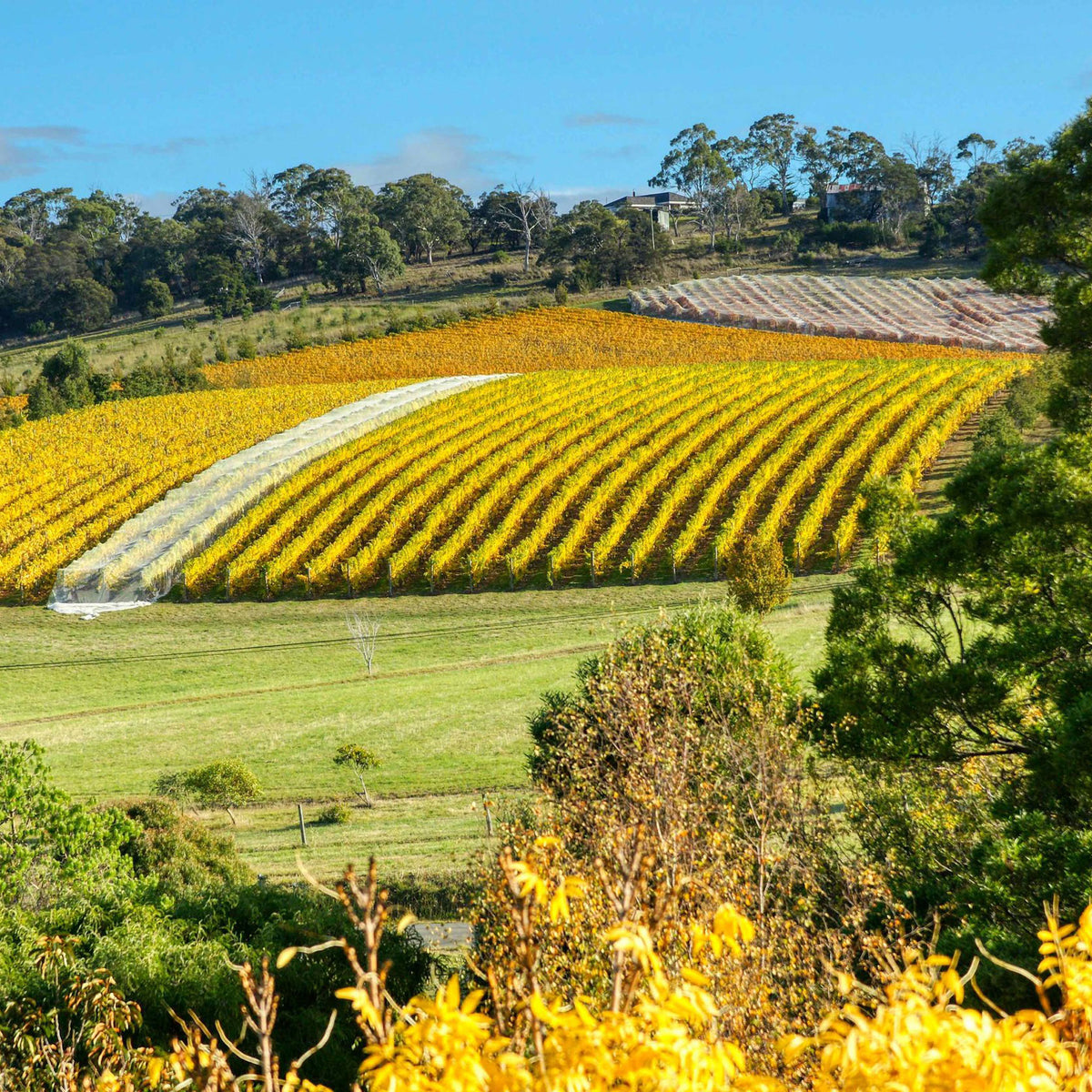 Clarence House Estate Chardonnay 2024