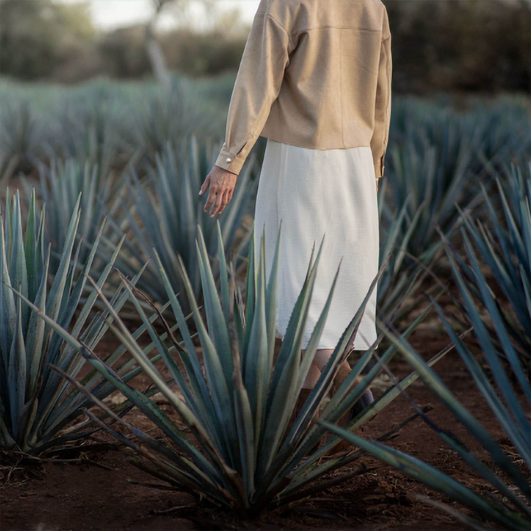 Clase Azul Reposado Tequila 700ml - Kent Street Cellars