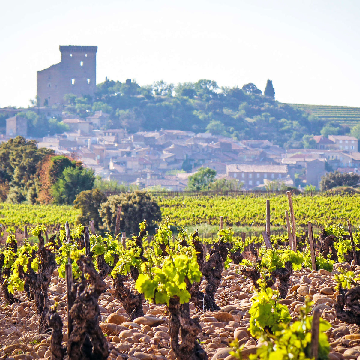 Clos Saouma Inopia Cotes du Rhone Villages Blanc 2021 - Kent Street Cellars