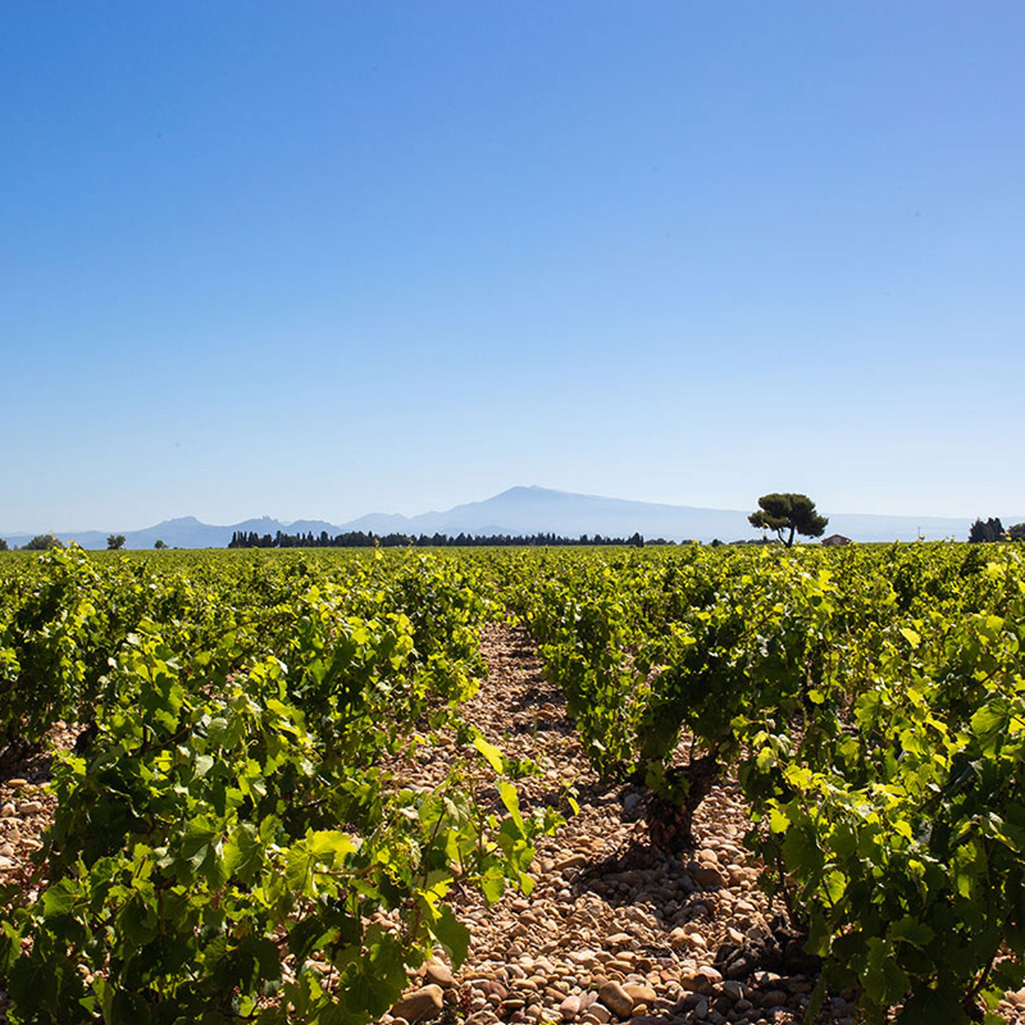 Chateau Mont-Redon Châteauneuf-du-Pape Blanc 2022