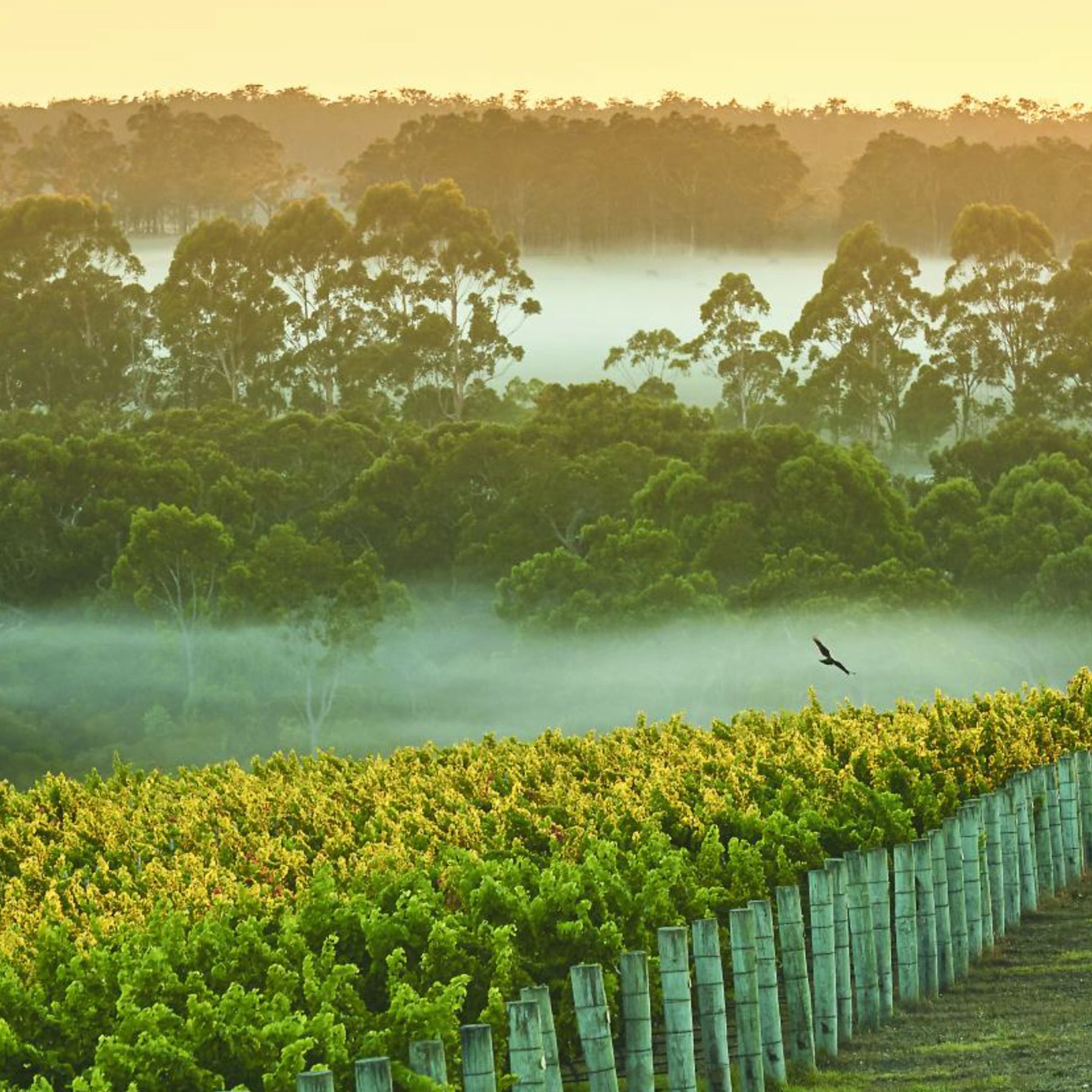 Cullen Wines Diana Madeline 2024