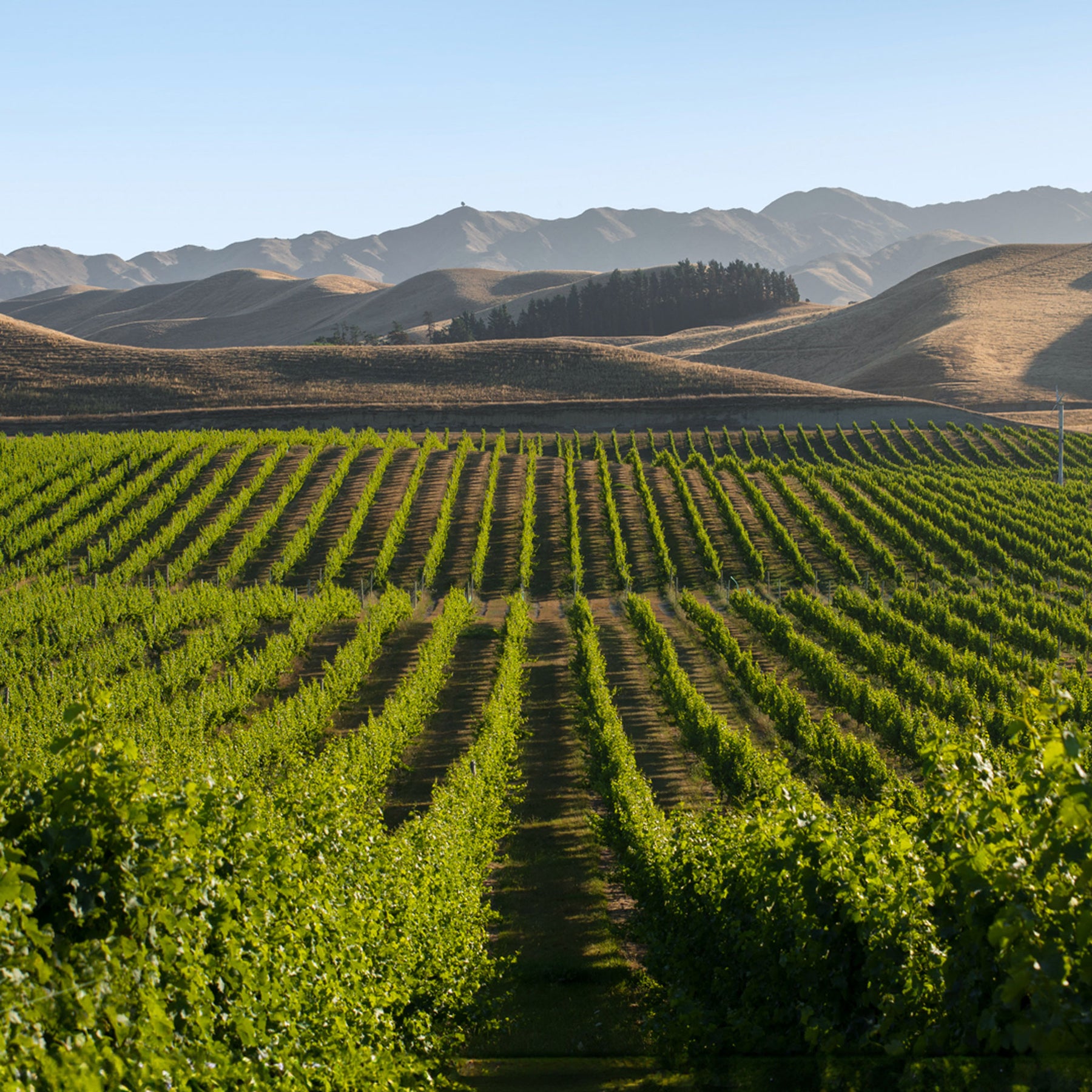 Villa Maria Keltern Chardonnay 2022