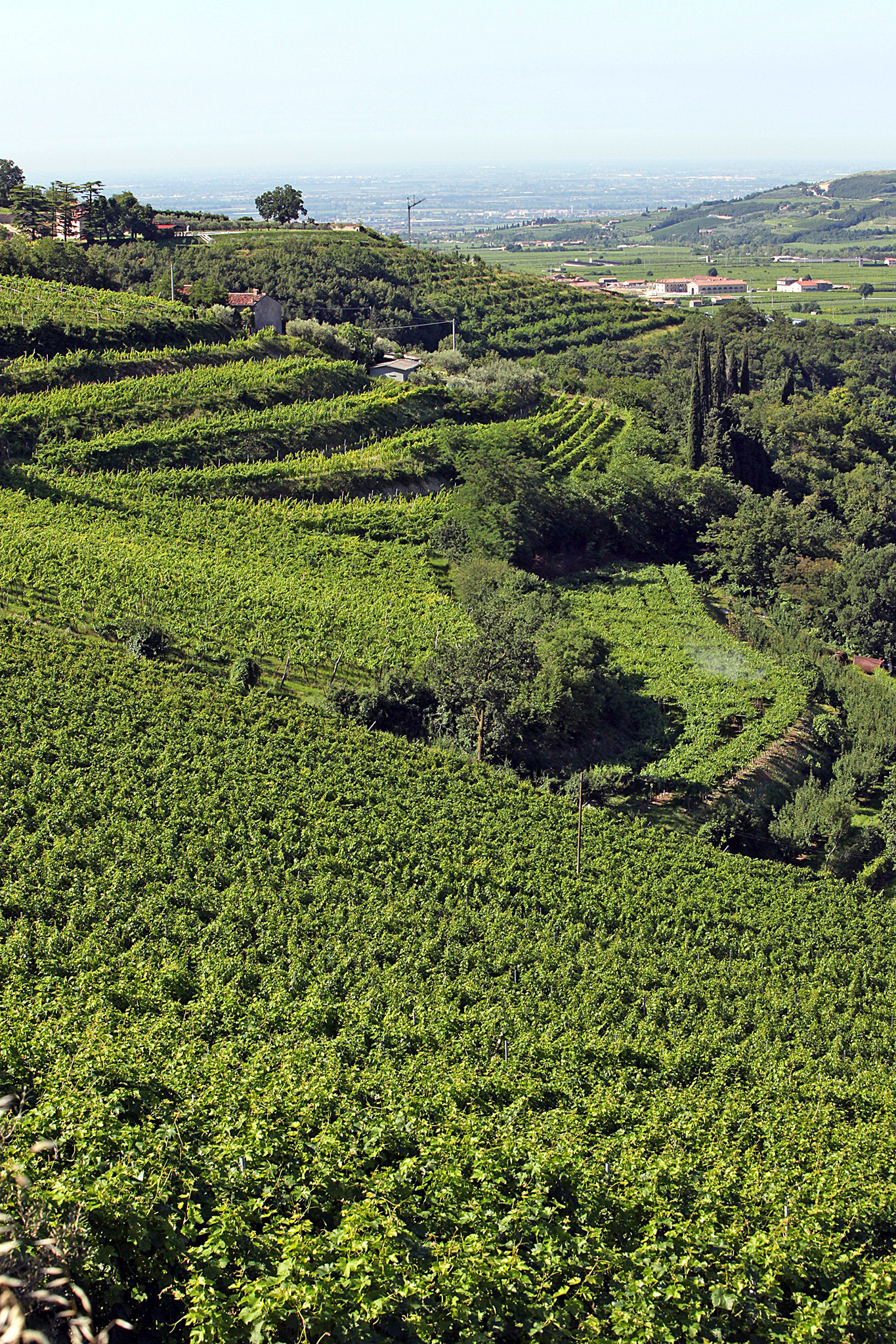 Dal Forno Romano Valpolicella Superiore 2017