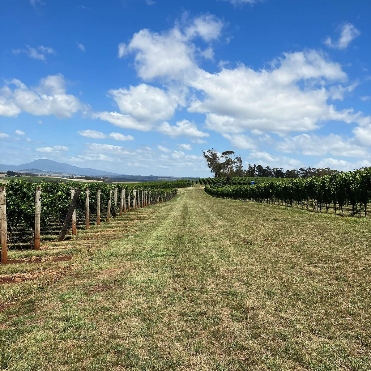 Dalrymple The Elements Pinot Noir 2018 - Kent Street Cellars