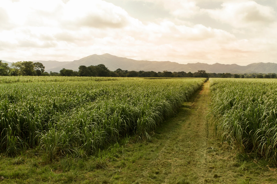 The Distillery brand story