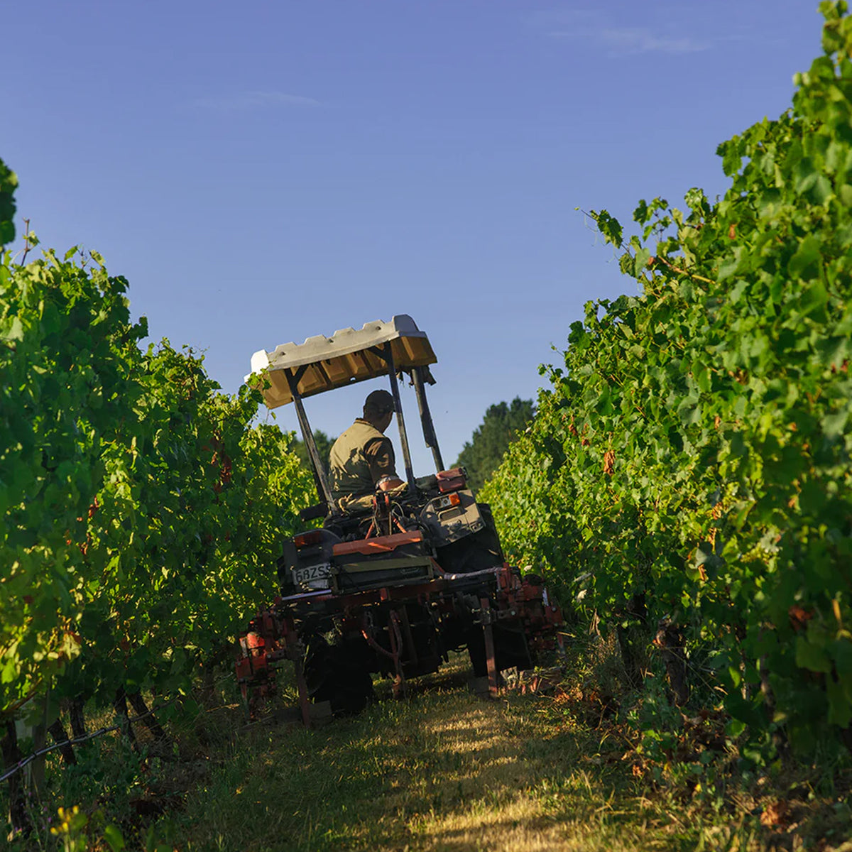 Dog Point Pinot Noir 2022