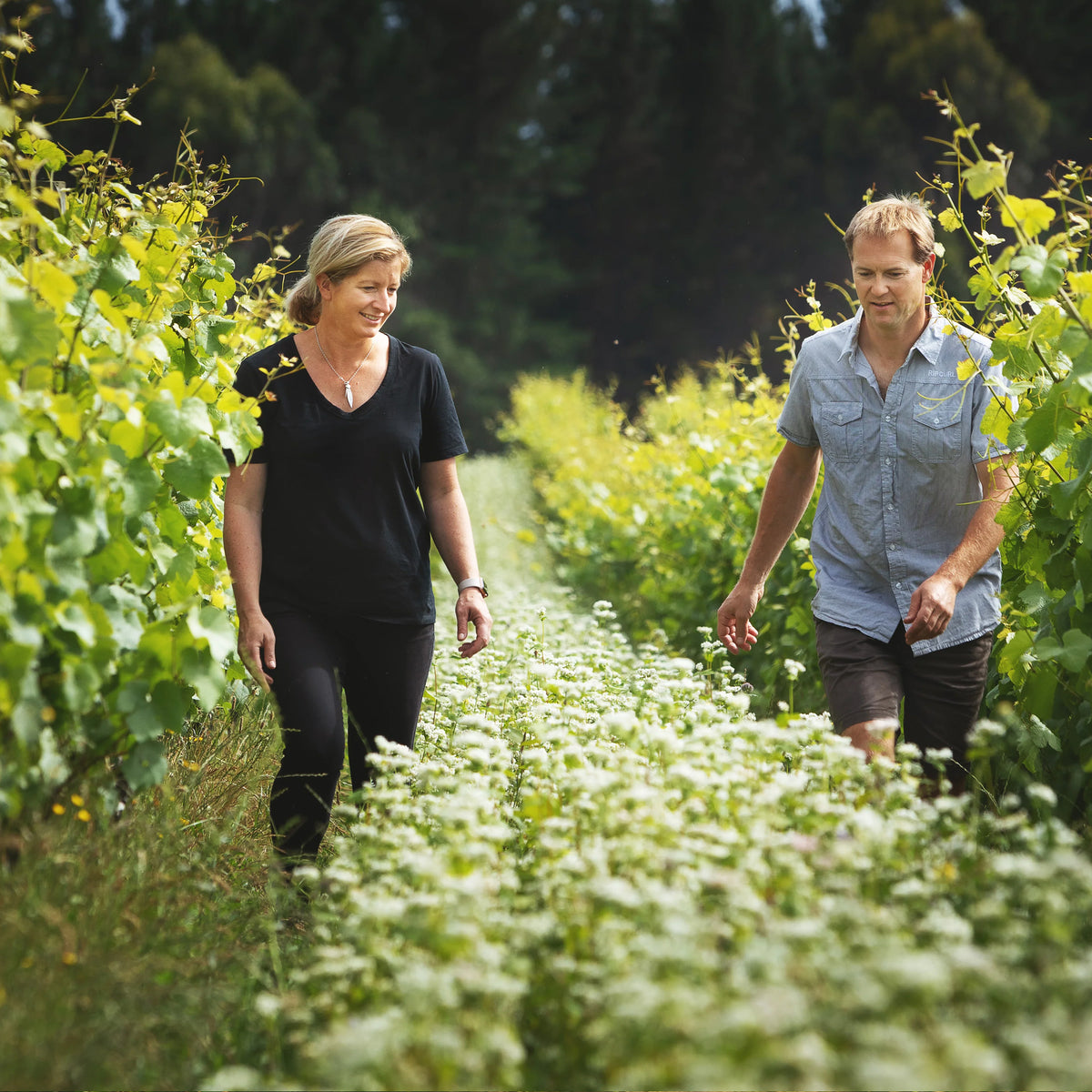 Dog Point Pinot Noir 2022