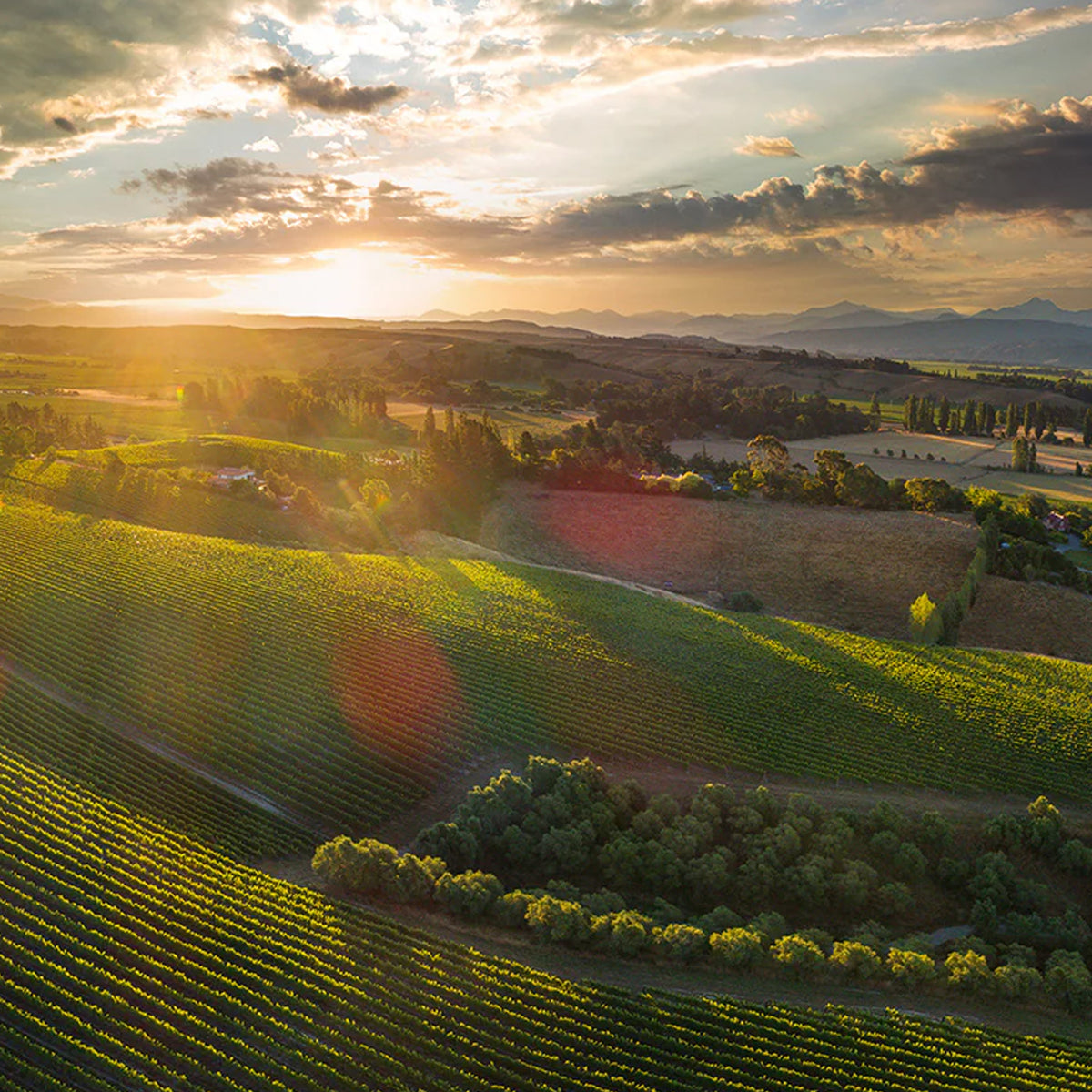 Dog Point Pinot Noir 2022