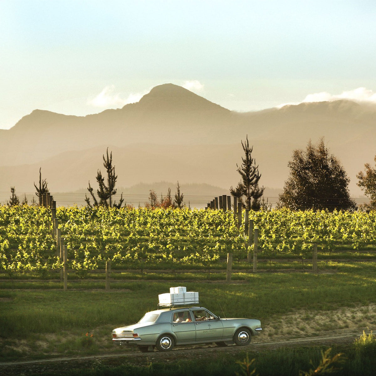 Dog Point Sauvignon Blanc 2024