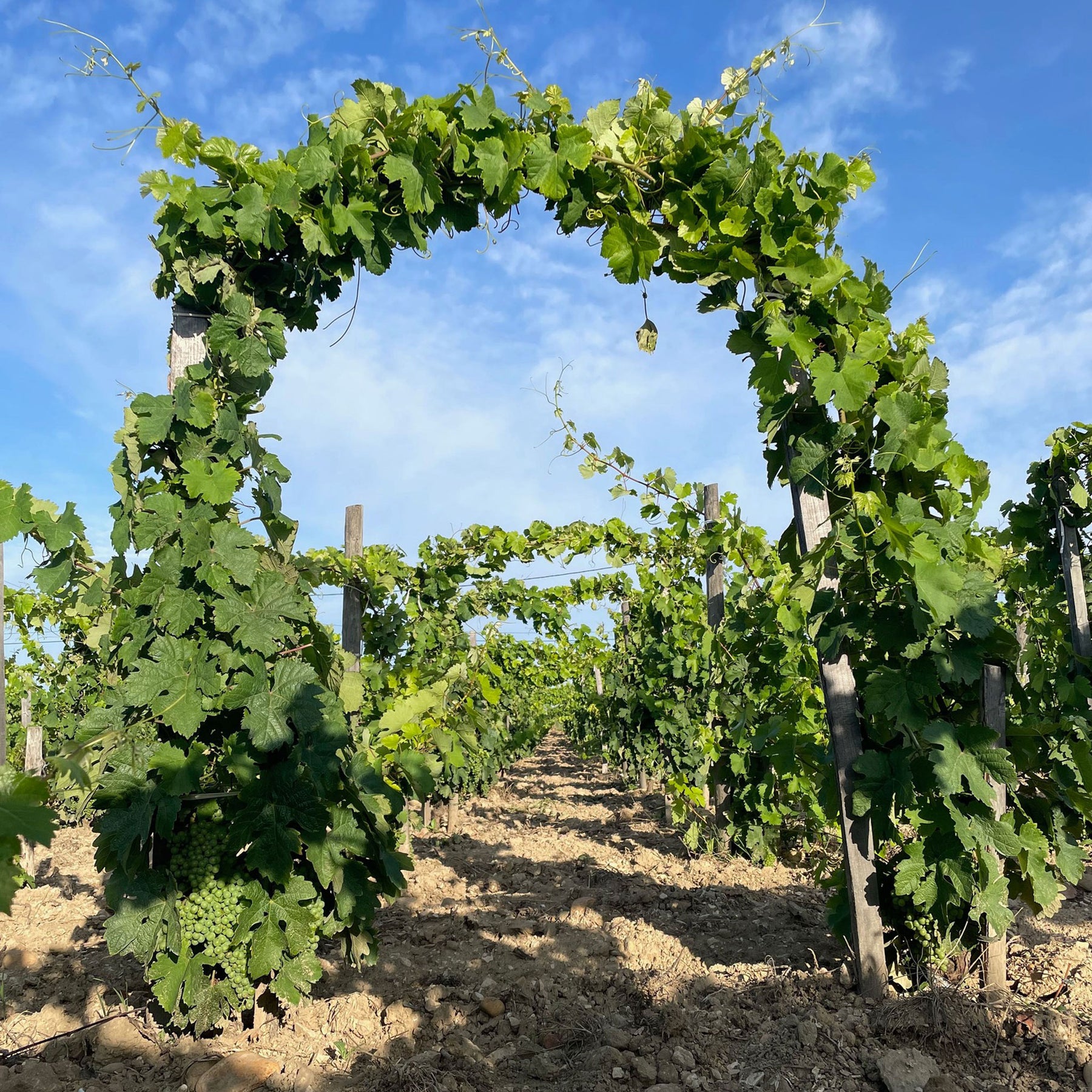 Domaine La Barroche Chateauneuf-du-Pape 2020 - Kent Street Cellars