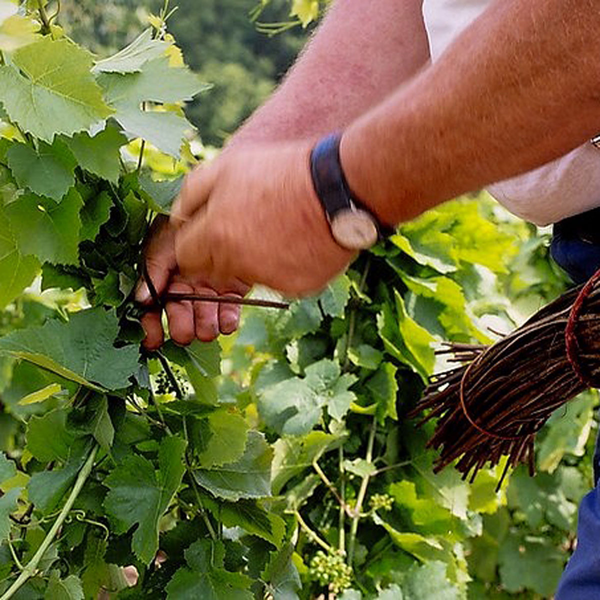 Domaine Daniel Bouland Chiroubles Chatenay 2023