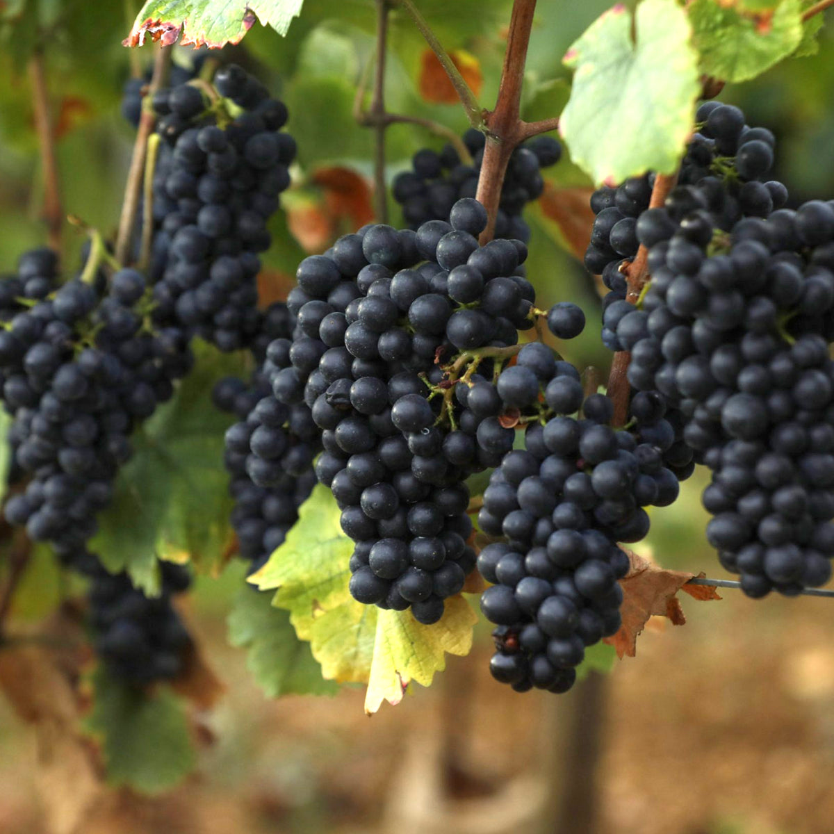 Domaine Dujac Clos St Denis Grand Cru 2022