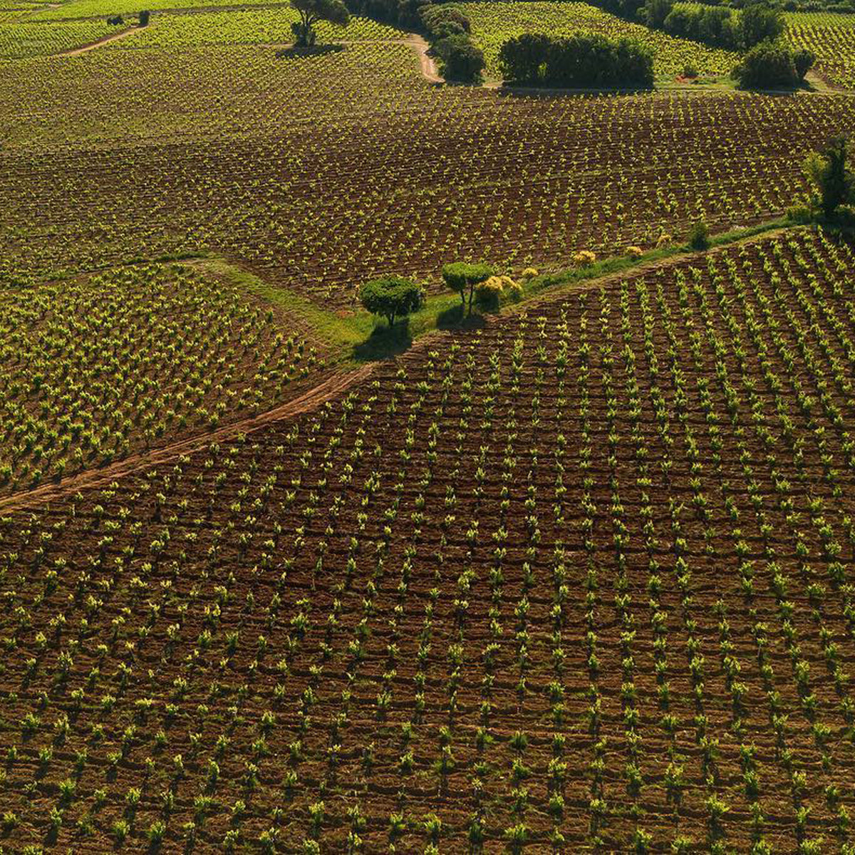 Domaine La Barroche Chateauneuf-du-Pape 2020 - Kent Street Cellars