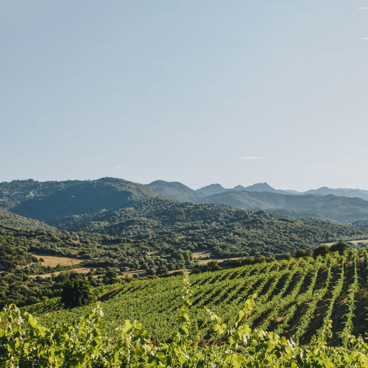 Domaine Charvin Châteauneuf-du-Pape 2021 - Kent Street Cellars
