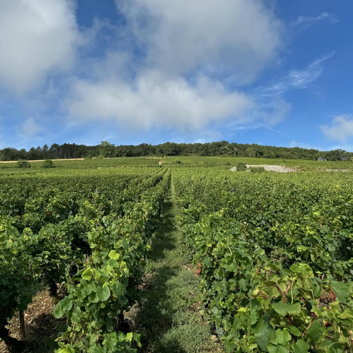 Domaine Dujac Puligny Montrachet 1er Cru Les Folatières 2022