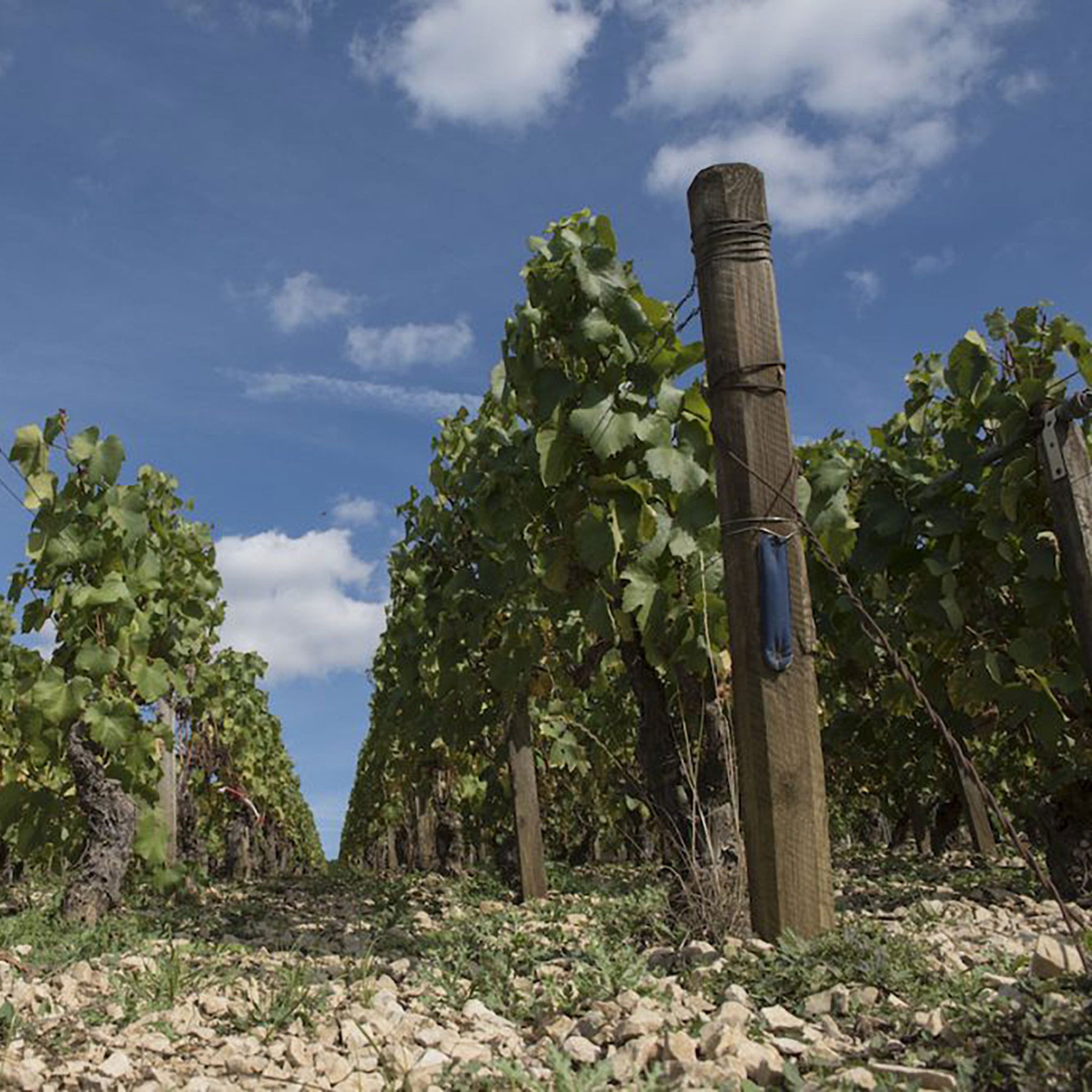 Domaine des Hâtes Pierrick Laroche Chablis 1er Cru Fourchaume l'Homme Mort 2022 1.5L - Kent Street Cellars