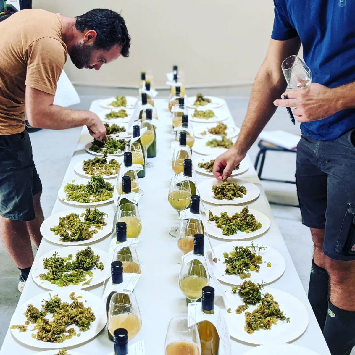 Vineyard management, a final taste for ripeness and balance before harvest.