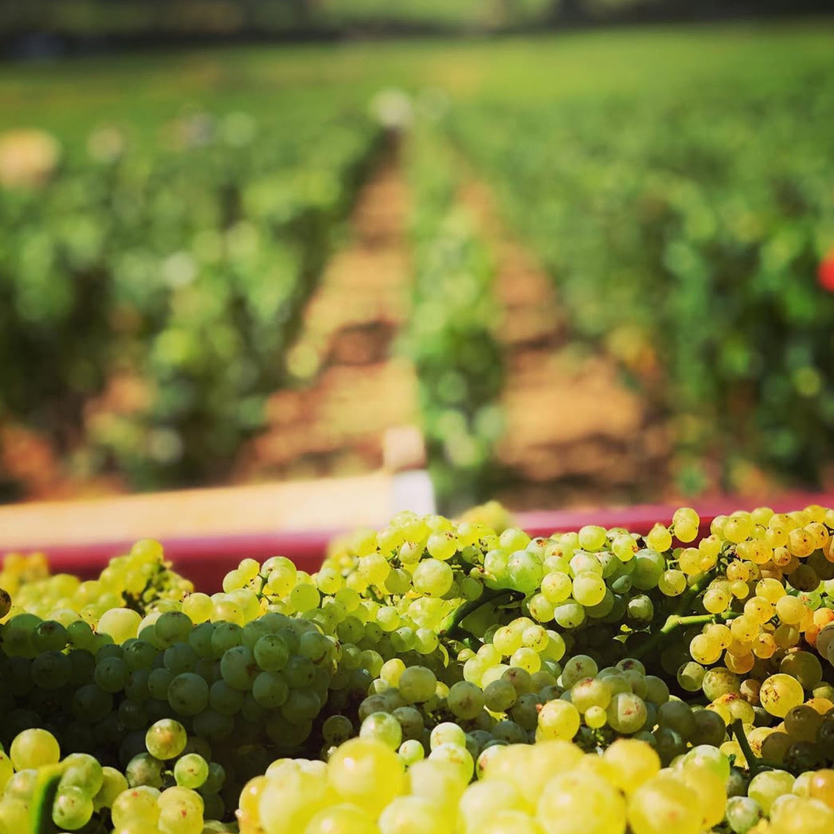 Domaine Jean-Louis Chavy Bourgogne Blanc 2023