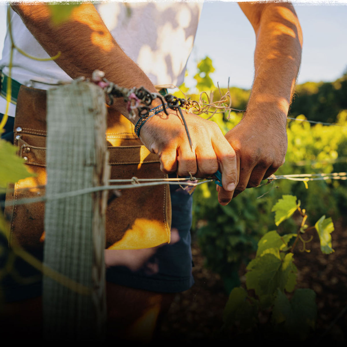 Domaine Jean-Louis Chavy Bourgogne Blanc 2023