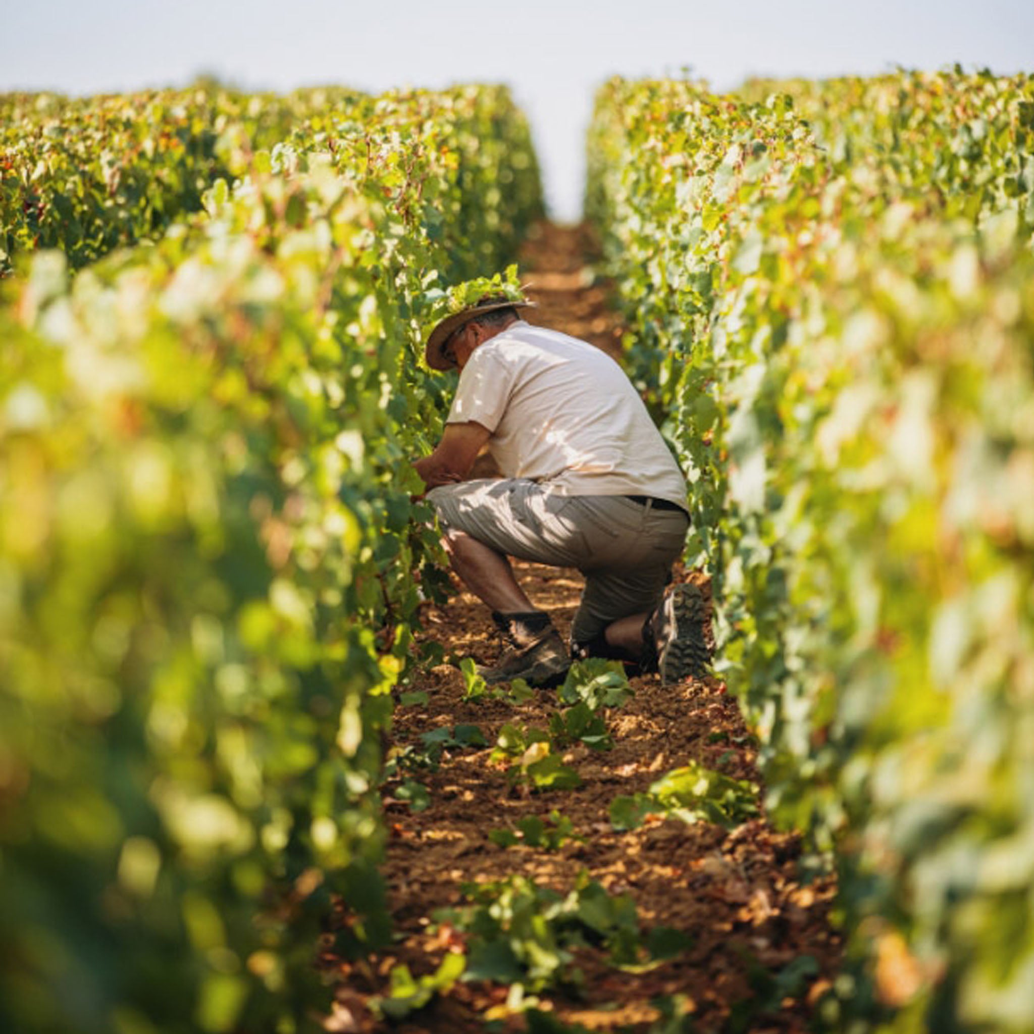 Domaine Jean-Louis Chavy Bourgogne Blanc 2023