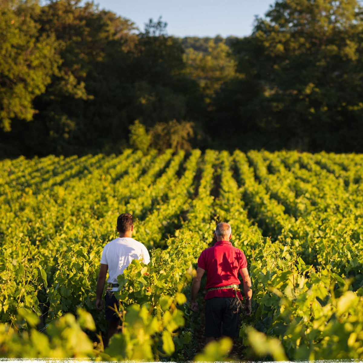 Domaine Jean-Louis Chavy Bourgogne Blanc 2023