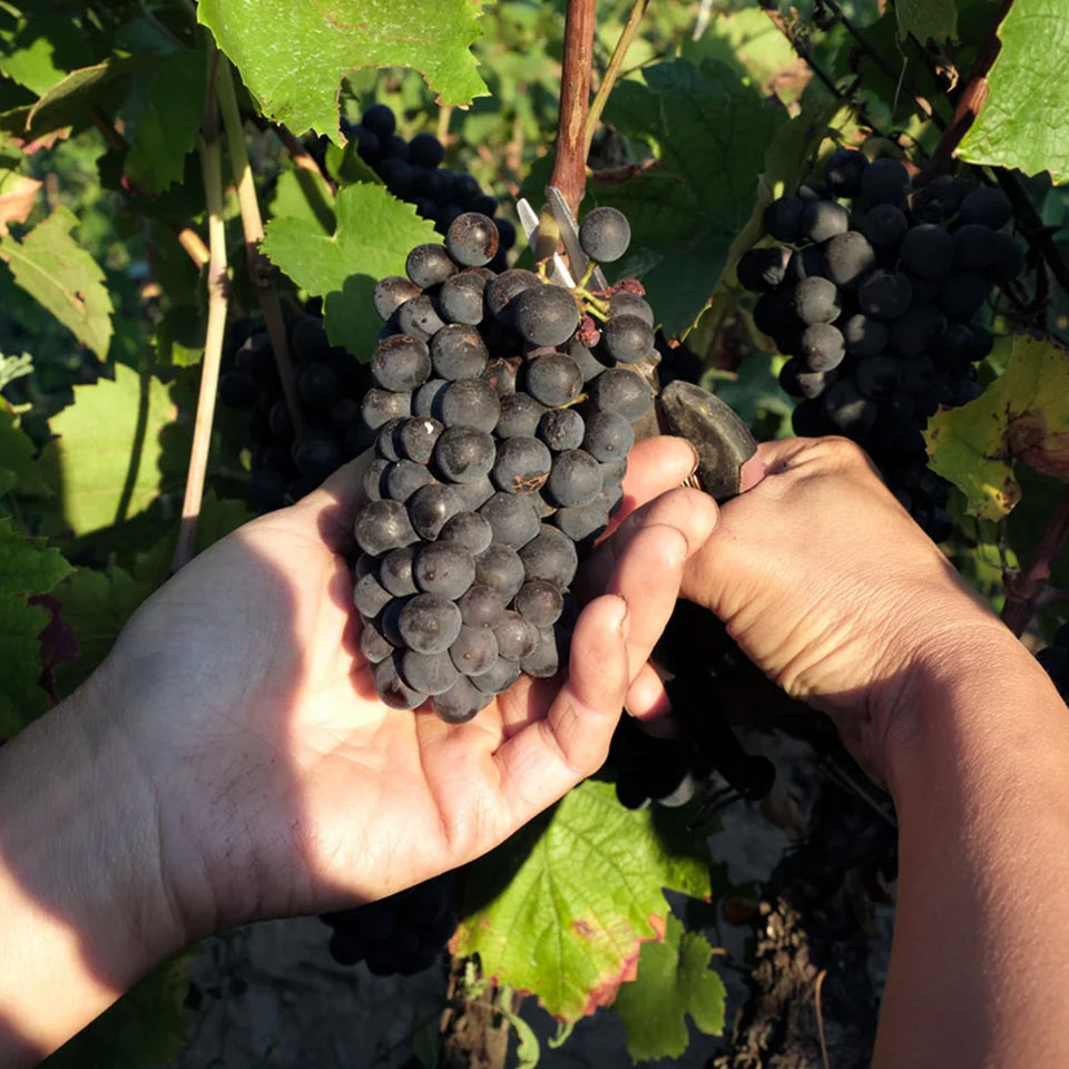 The Vineyard brand story