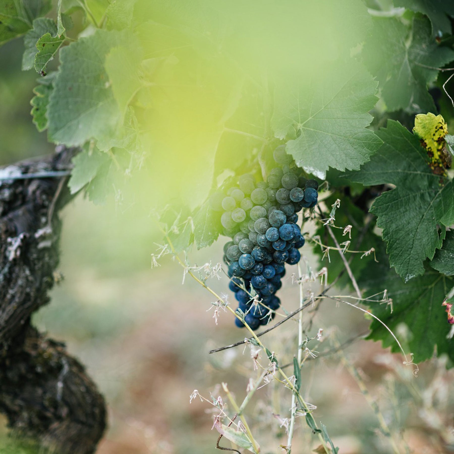Domaine Chanson Beaune Le Clos Des Mouches 1er Cru Blanc 2019