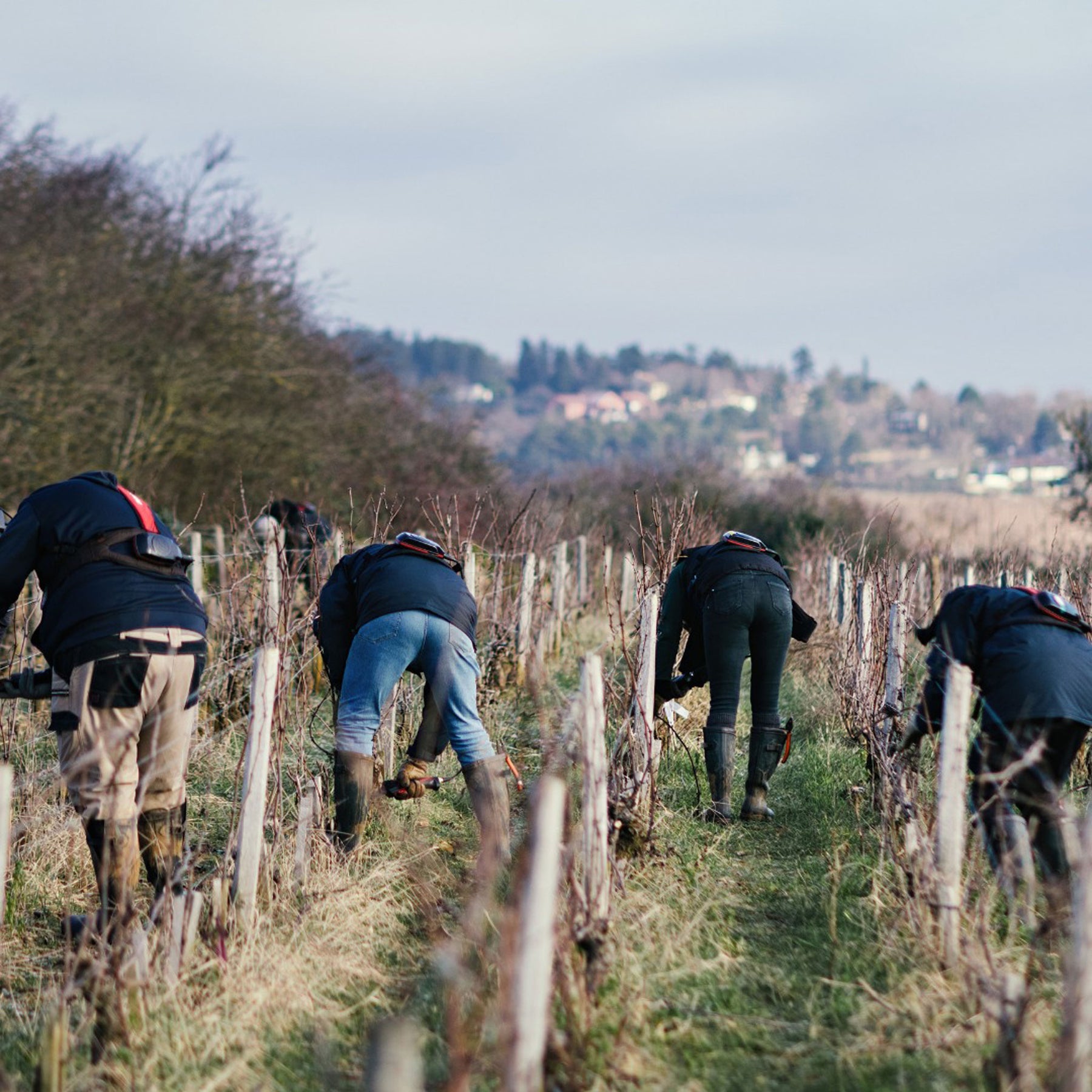 Domaine Chanson Beaune Le Clos Des Mouches 1er Cru Blanc 2019