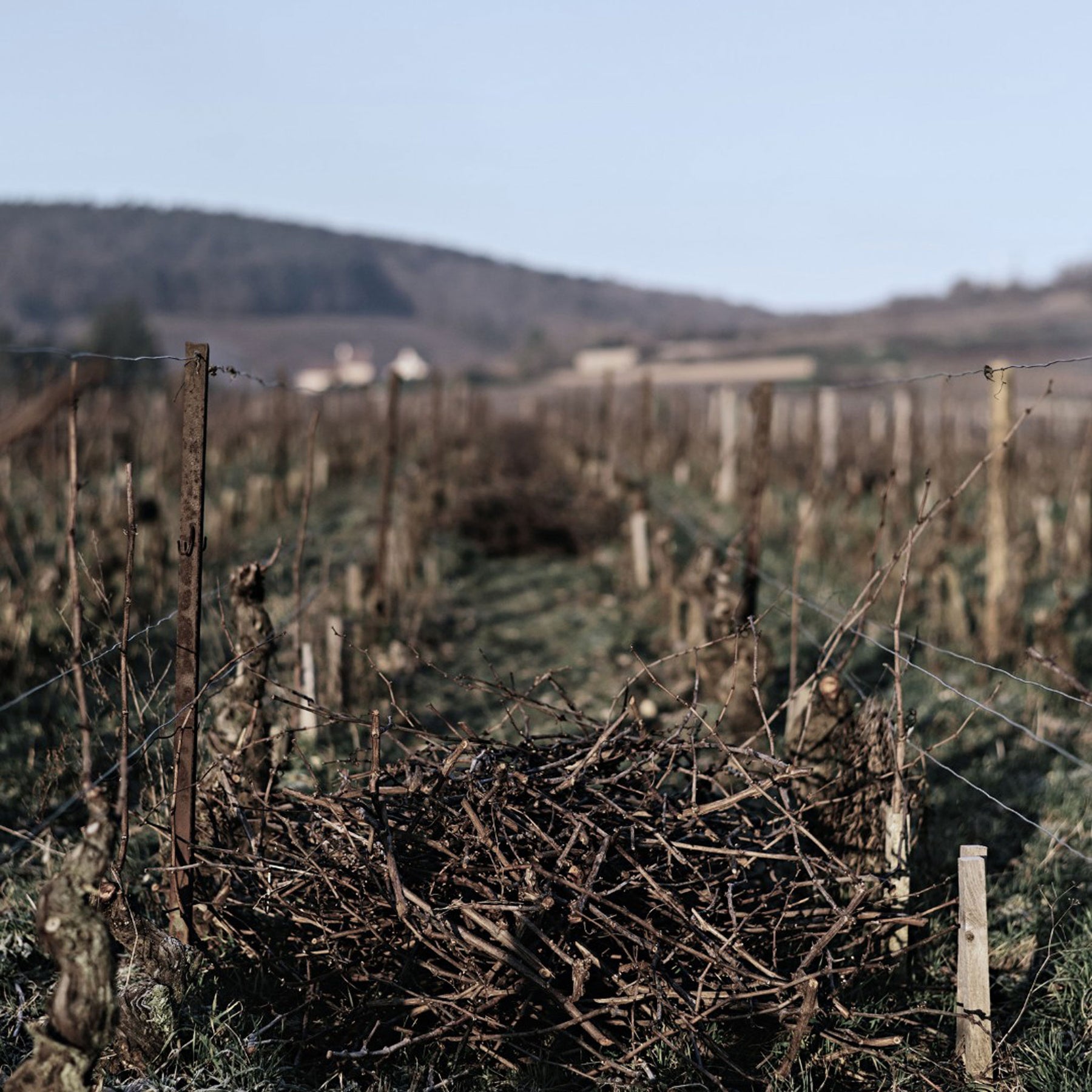 Domaine Chanson Beaune Le Clos Des Mouches 1er Cru Blanc 2020