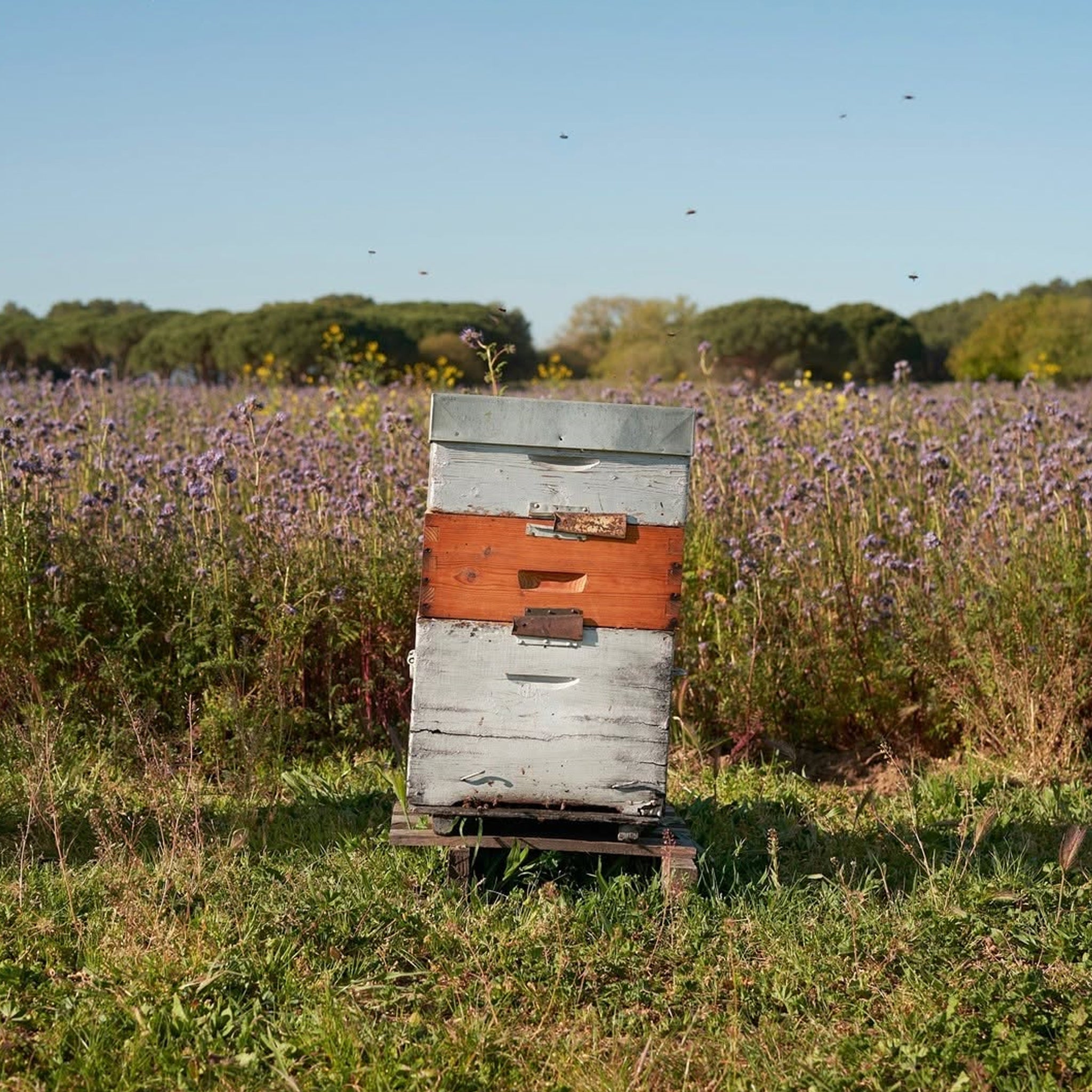 Domaines Ott Clos Mireille Coeur de Grain Rosé 2023
