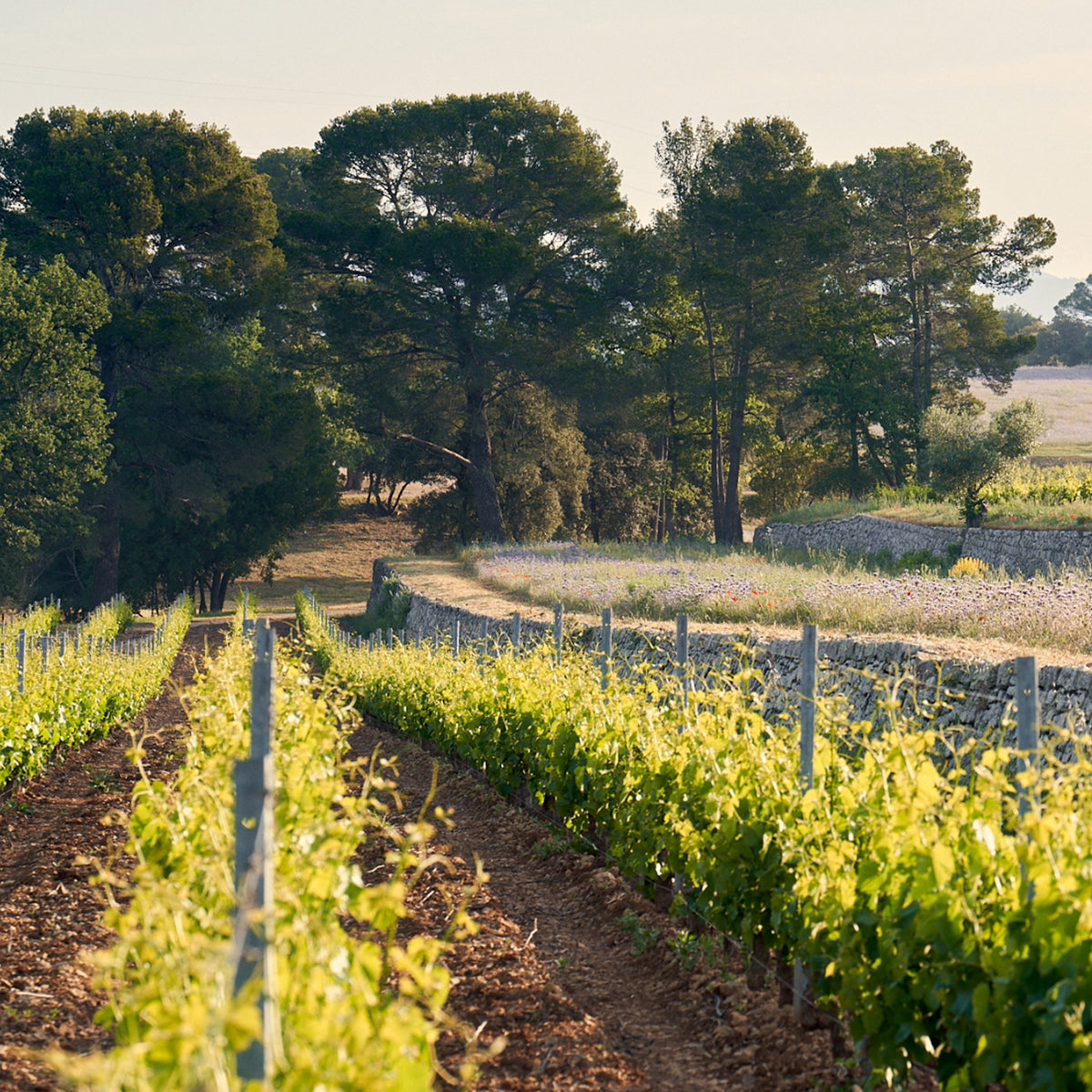 Domaines Ott Clos Mireille Coeur de Grain Rosé 2024